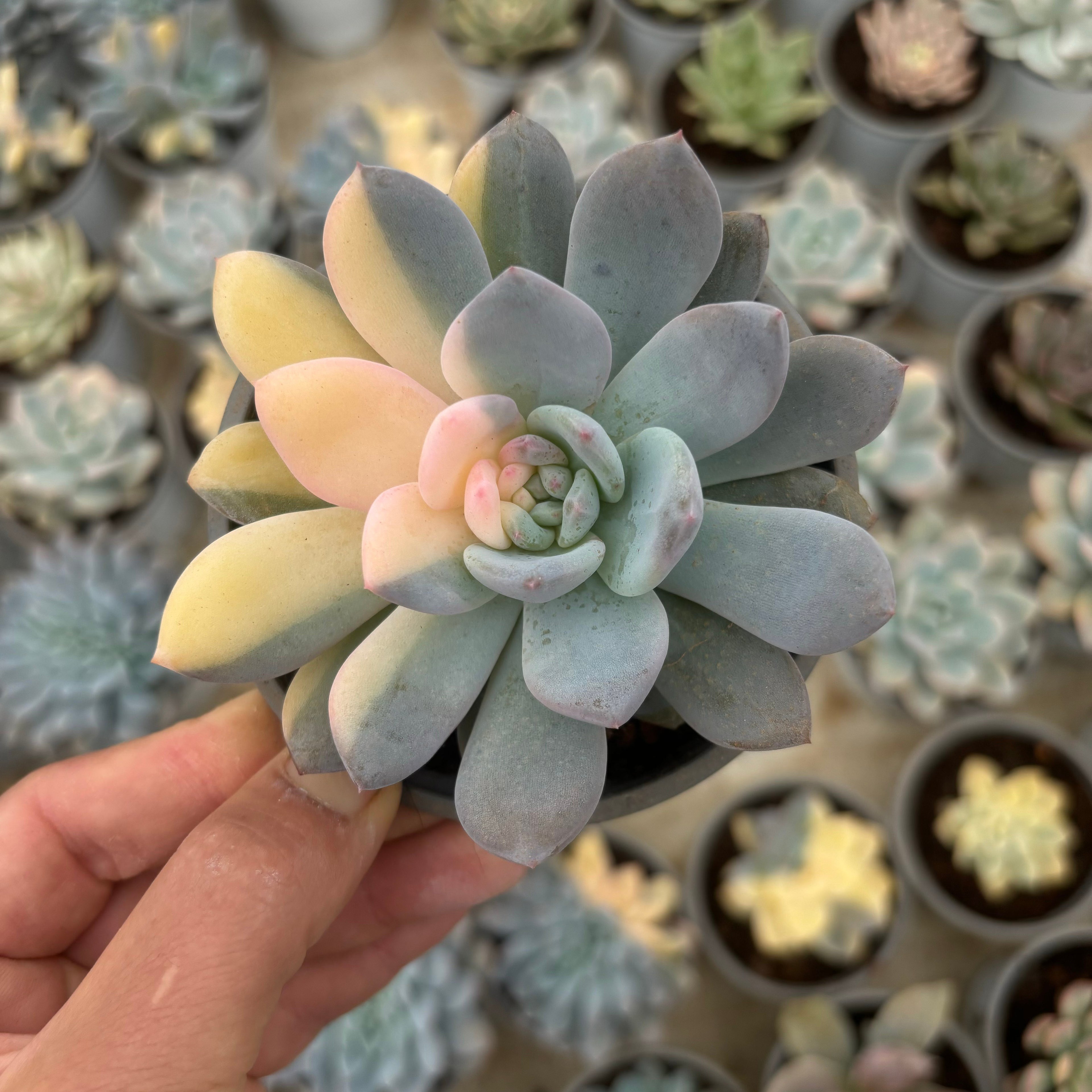 F029 エケベリアオレンジ 錦