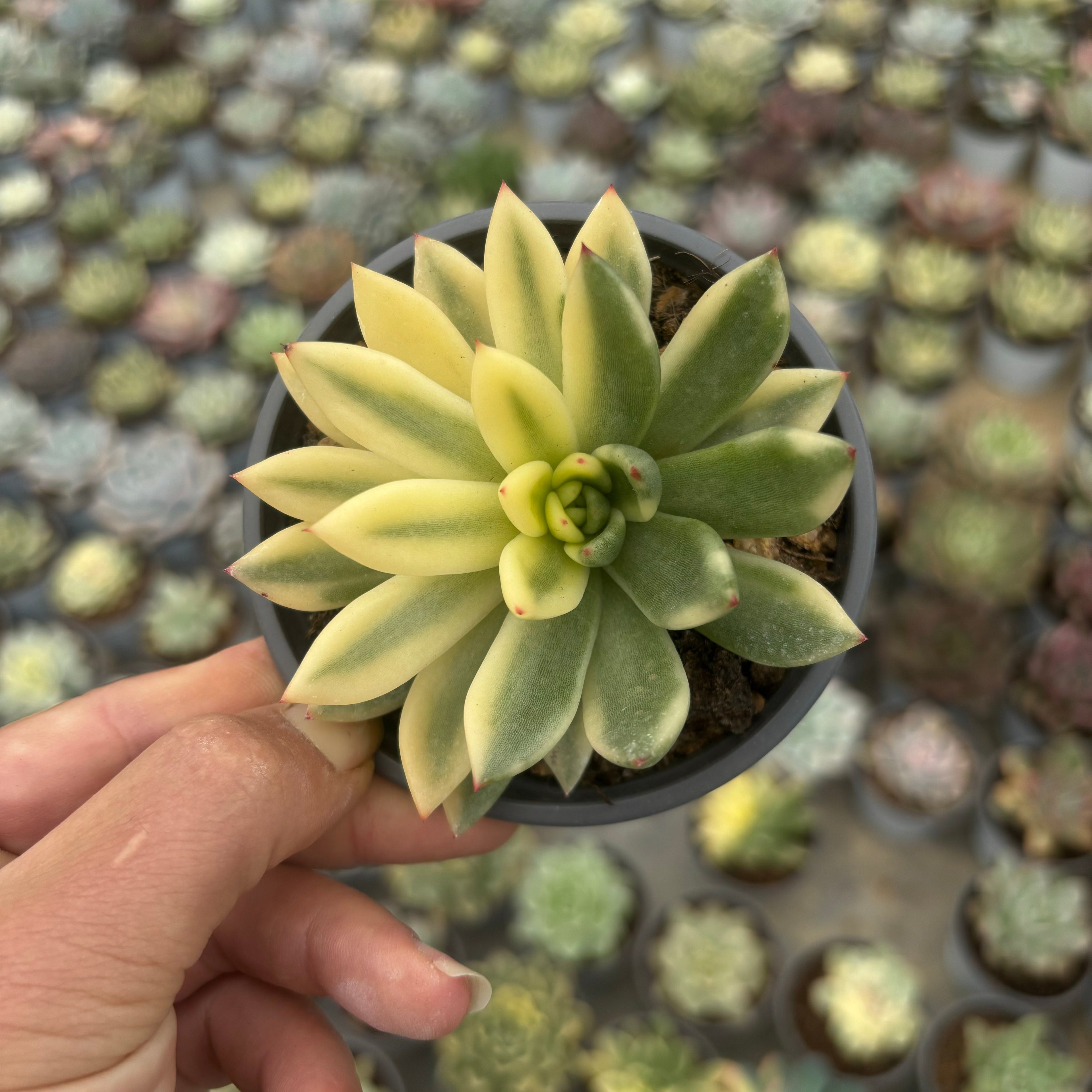 F032 エケベリアトウイン 錦