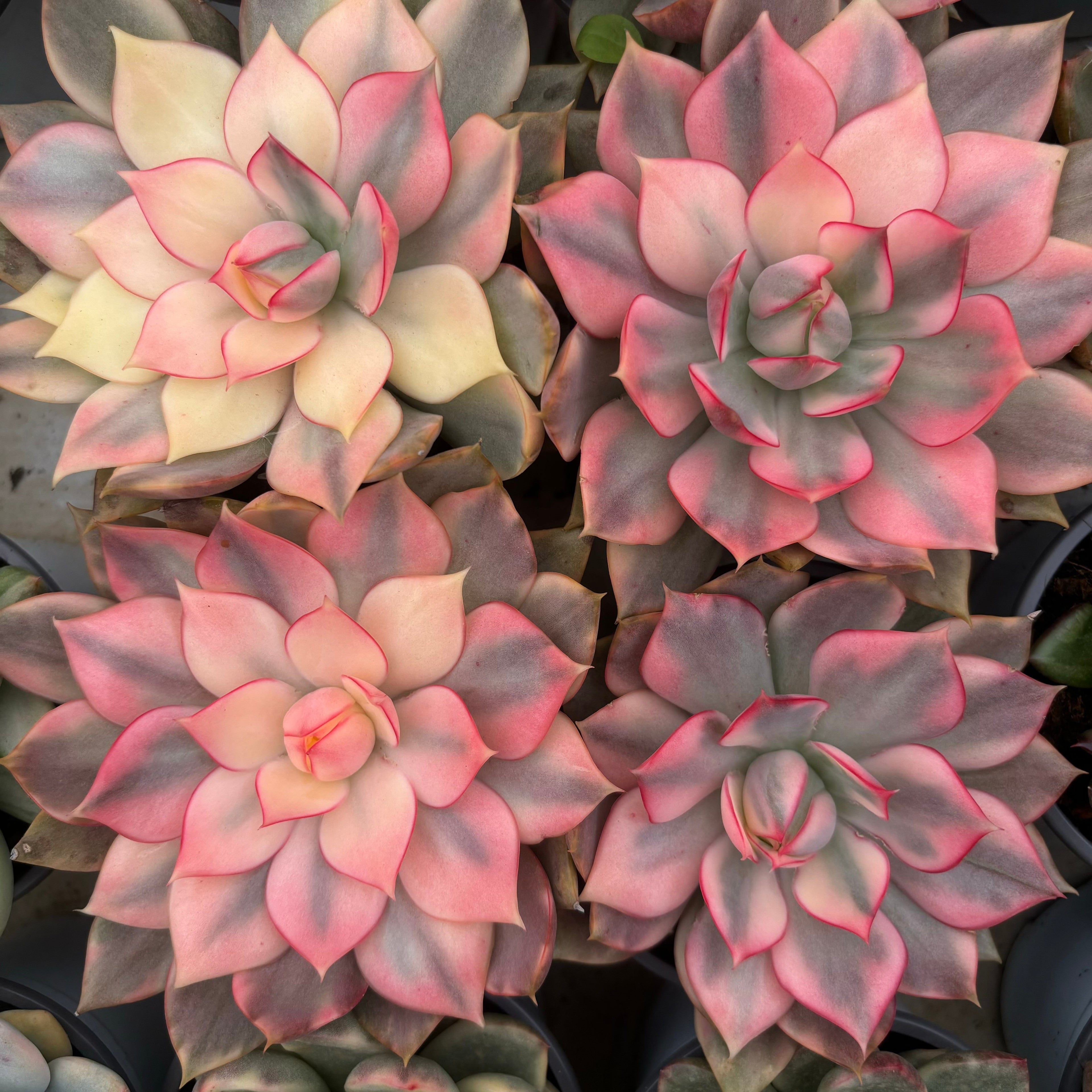 F034 エケベリアレッド・ロ タス　錦