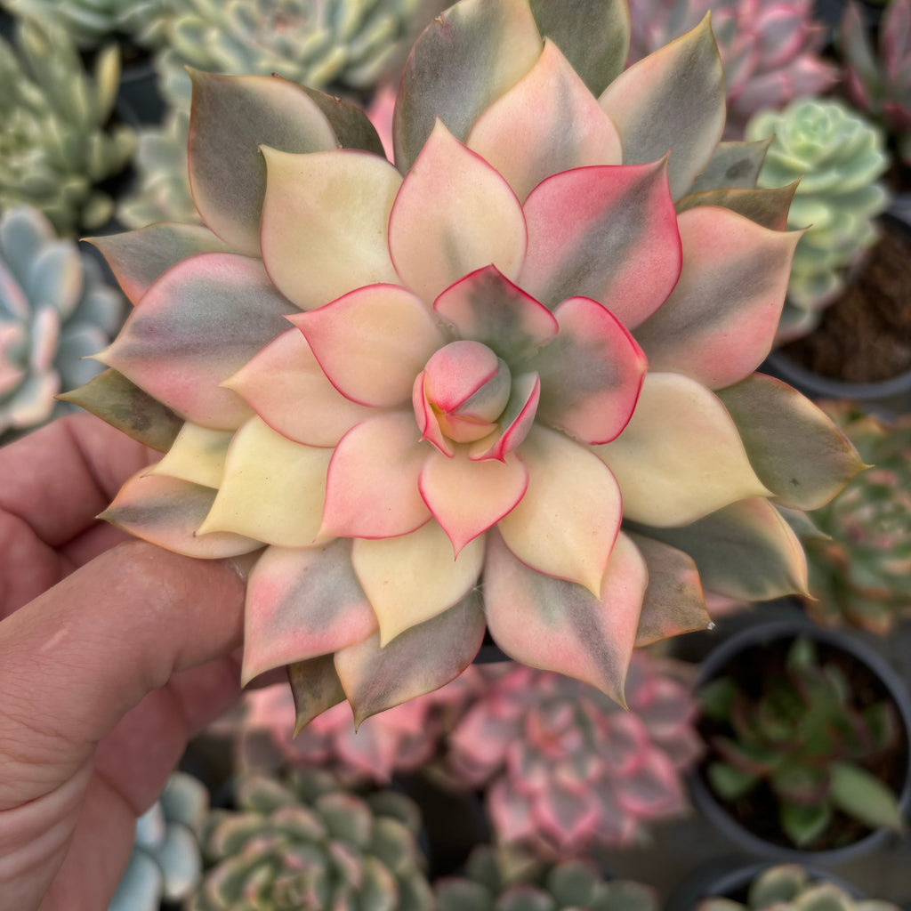 F034 エケベリアレッド・ロ タス　錦