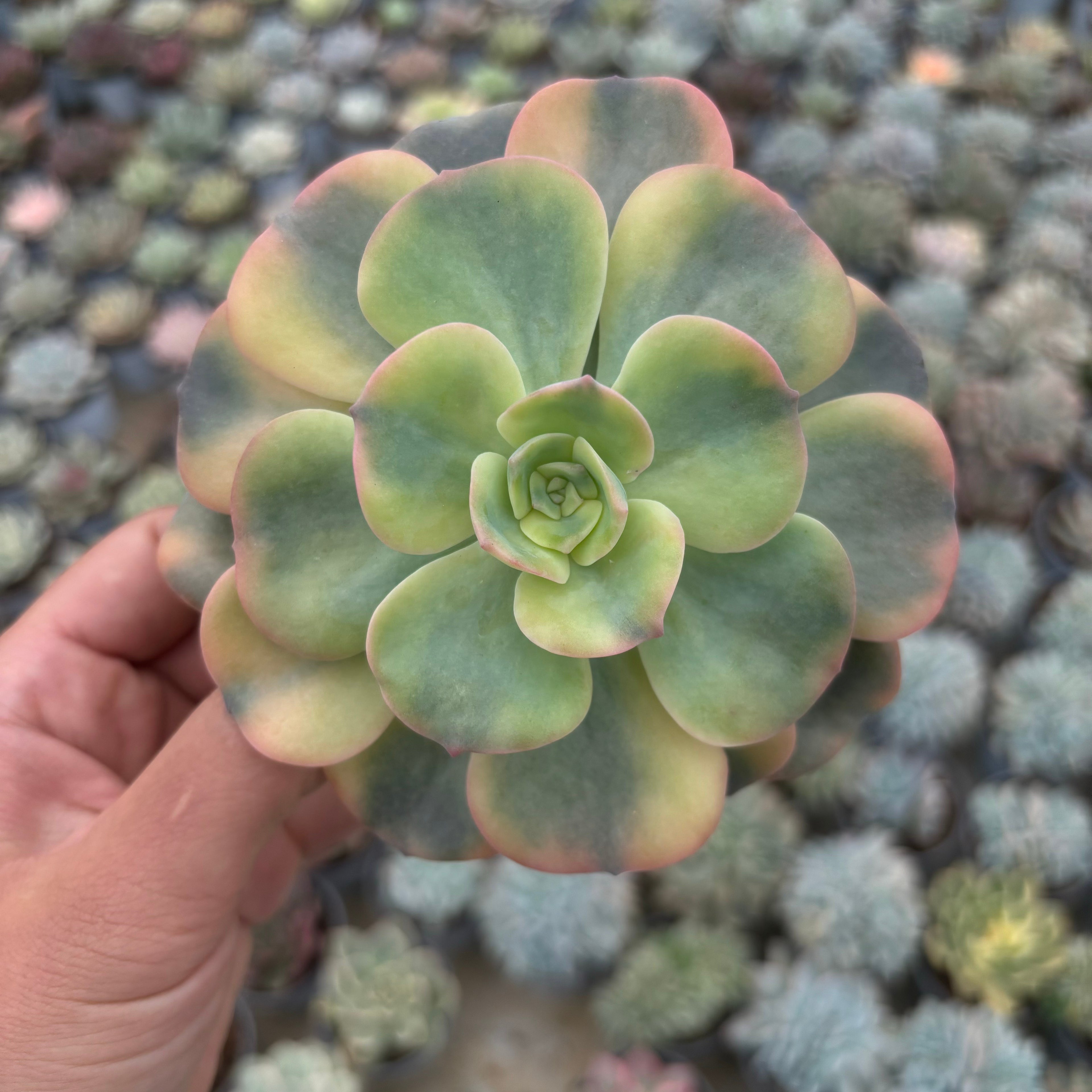 F035 エケベリアレインボ 錦