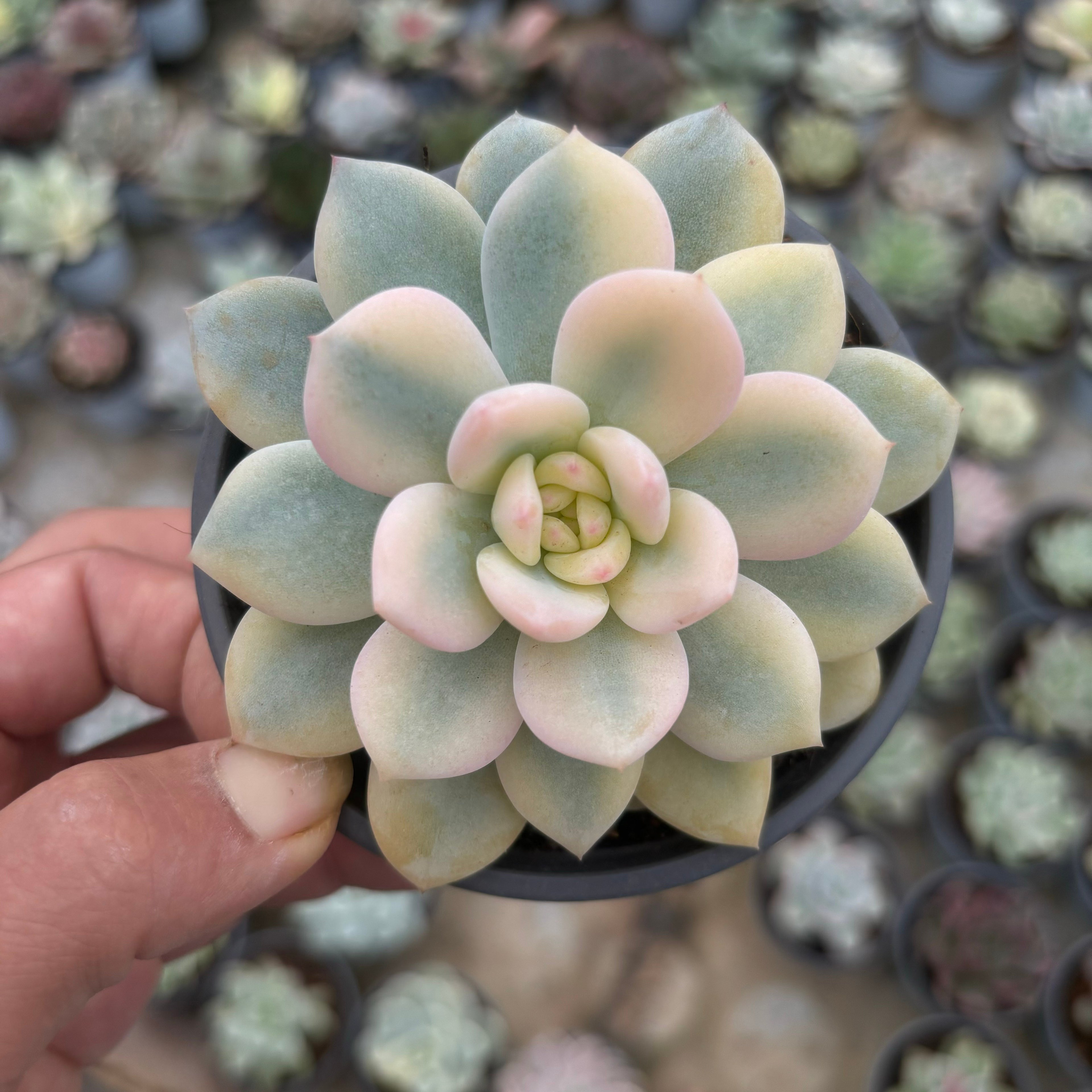 F036 ワイドオレンジ・錦（鉢物）