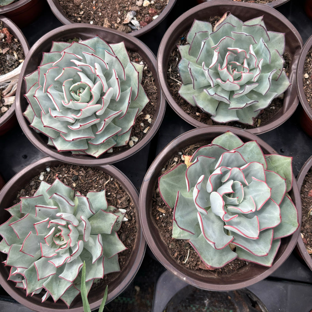 F038 エケベリア ストリクティフローラ・ノバ