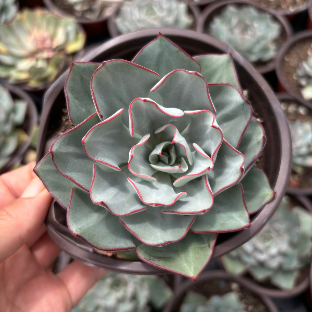 F038 エケベリア ストリクティフローラ・ノバ