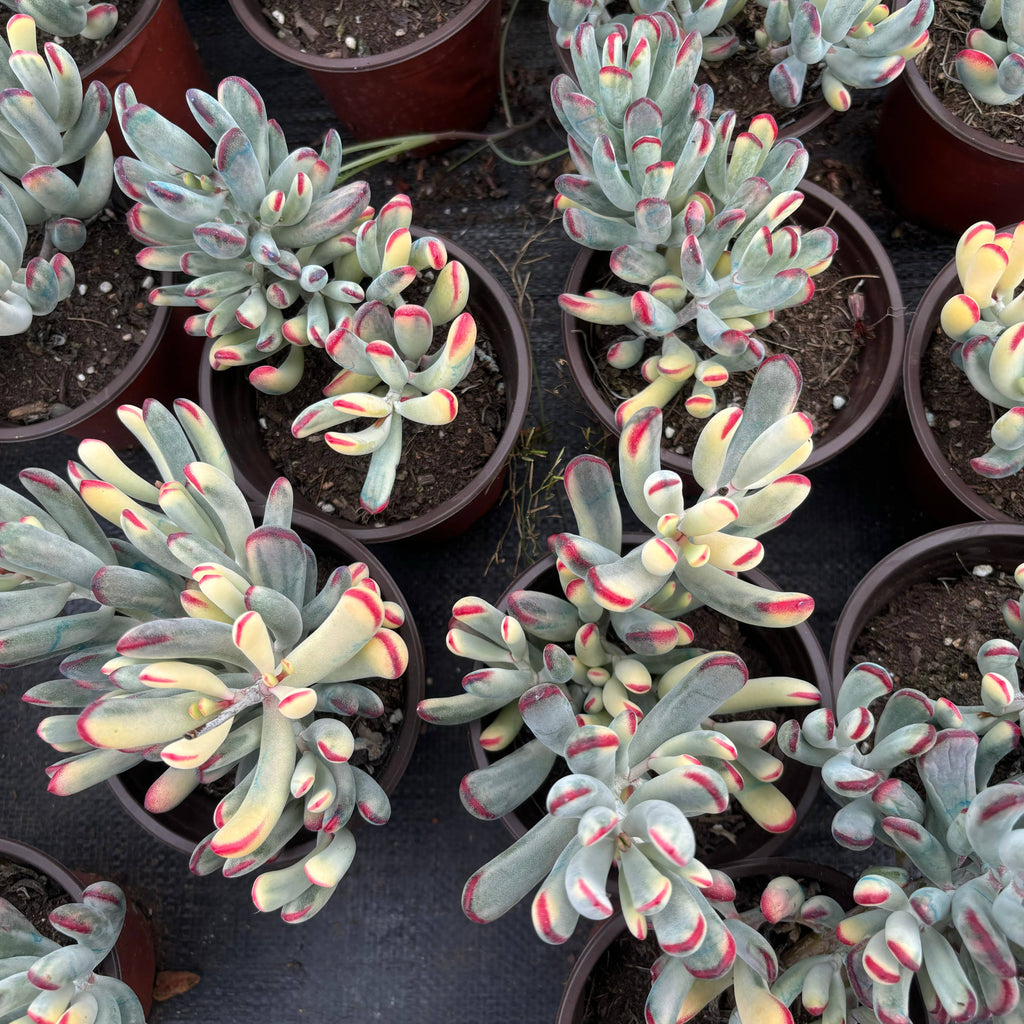 F039 オービクラタ 錦（鉢物）