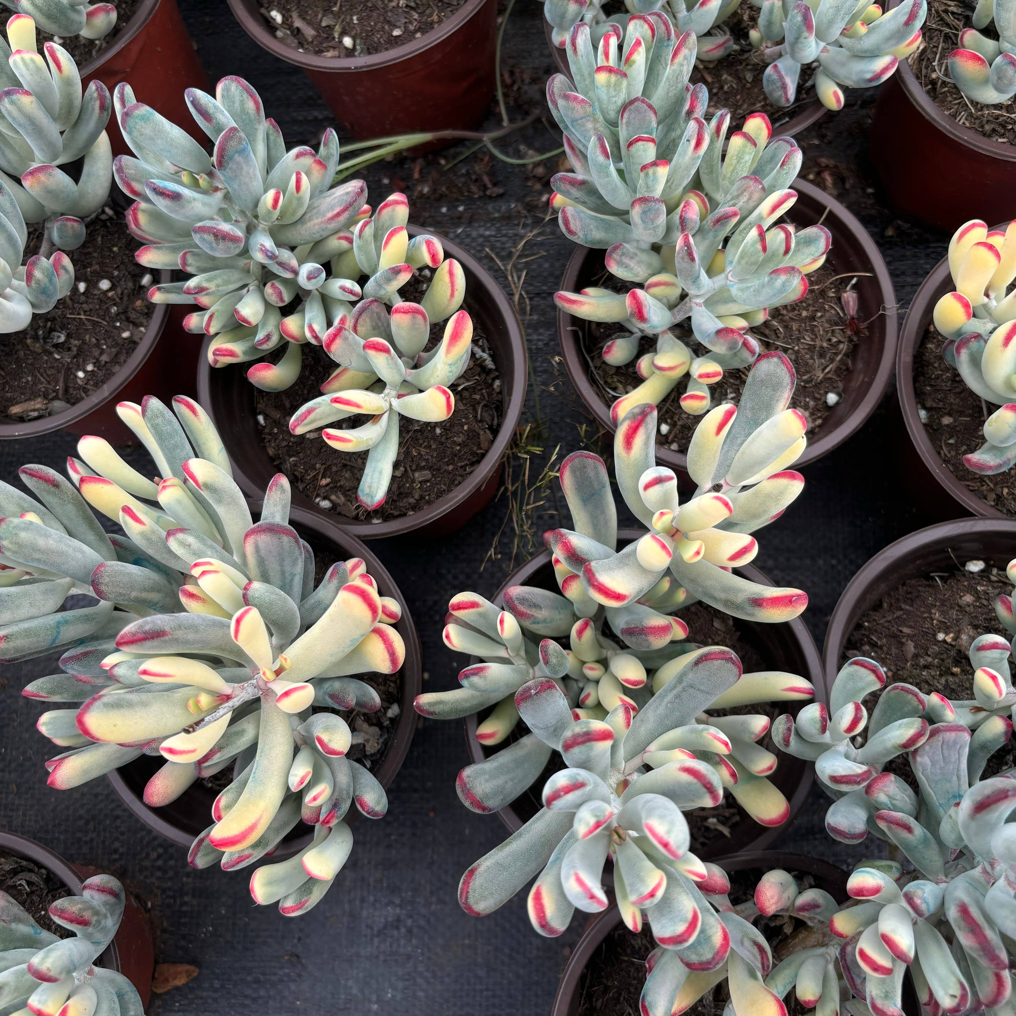 F039 オービクラタ 錦（鉢物）