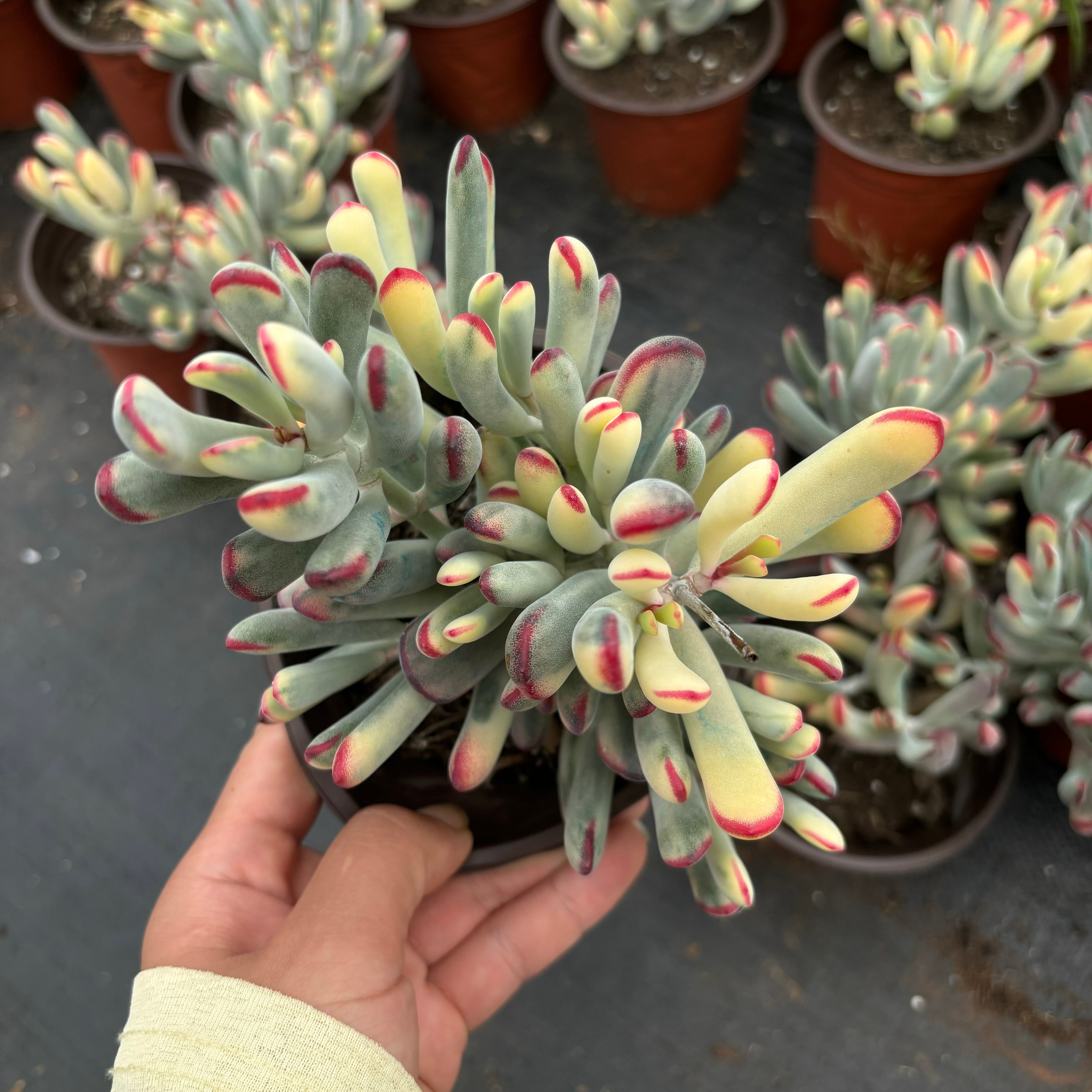 F039 オービクラタ 錦（鉢物）