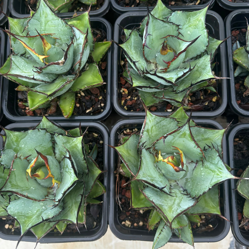 F061 アガべ 熊猫