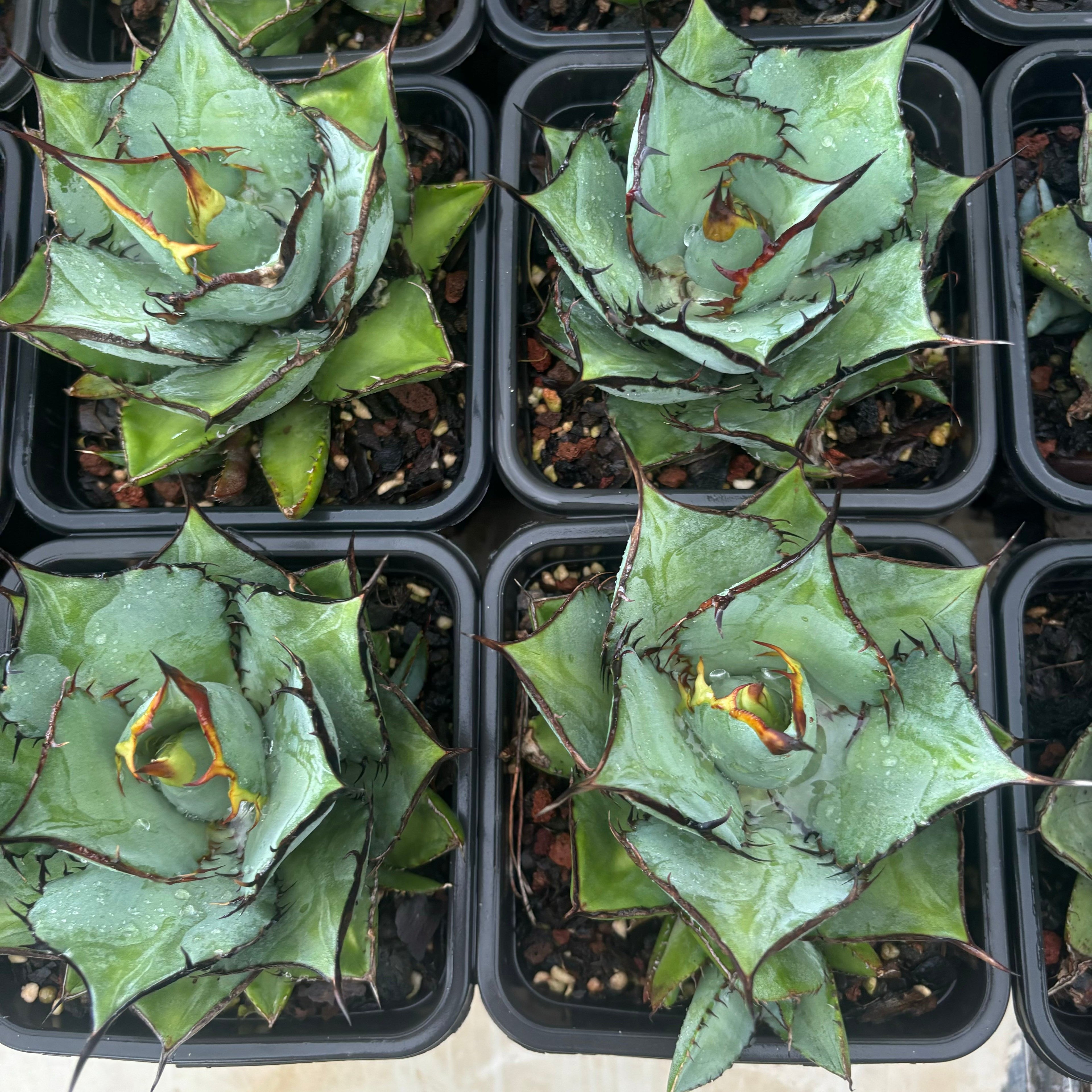 F061 アガべ 熊猫