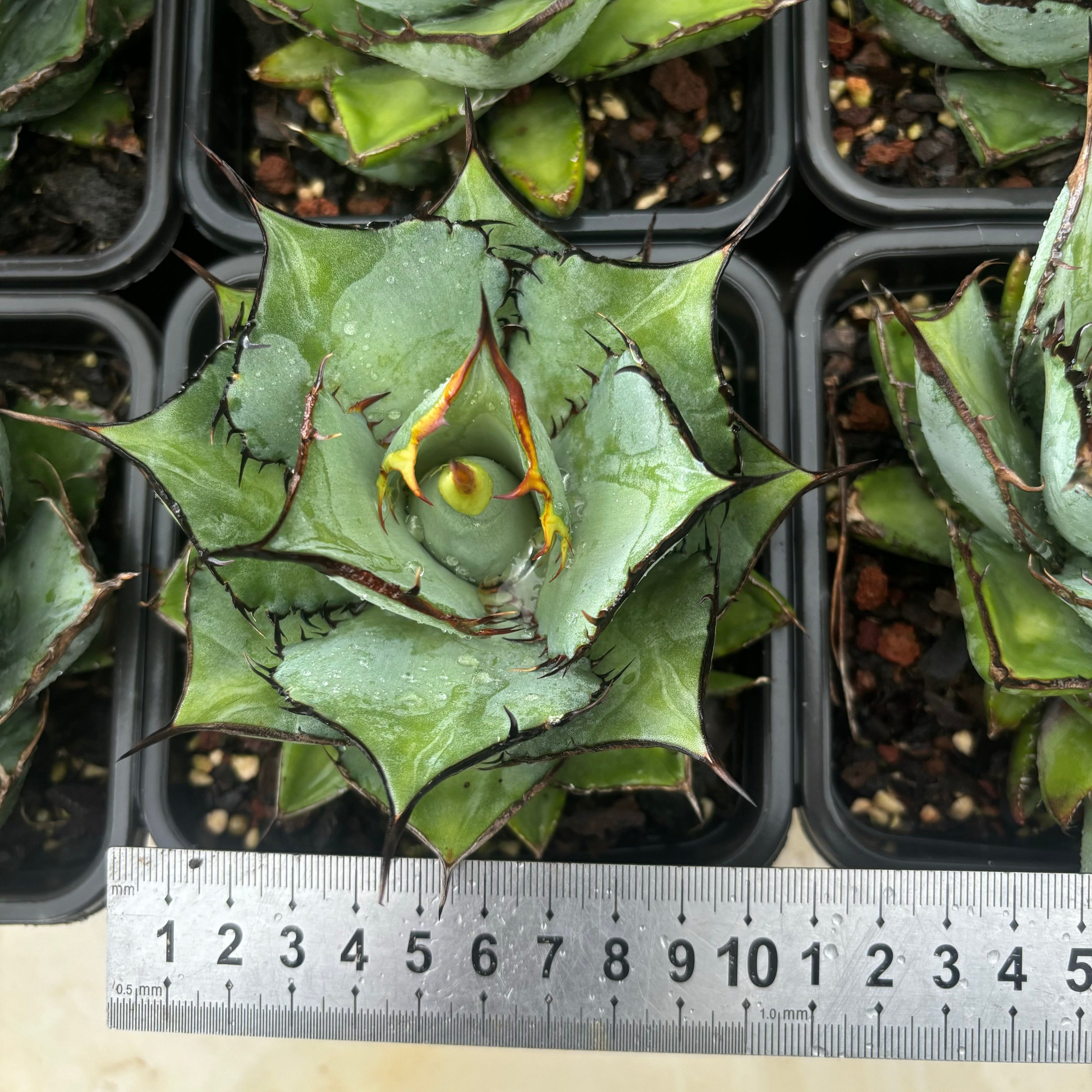 F061 アガべ 熊猫