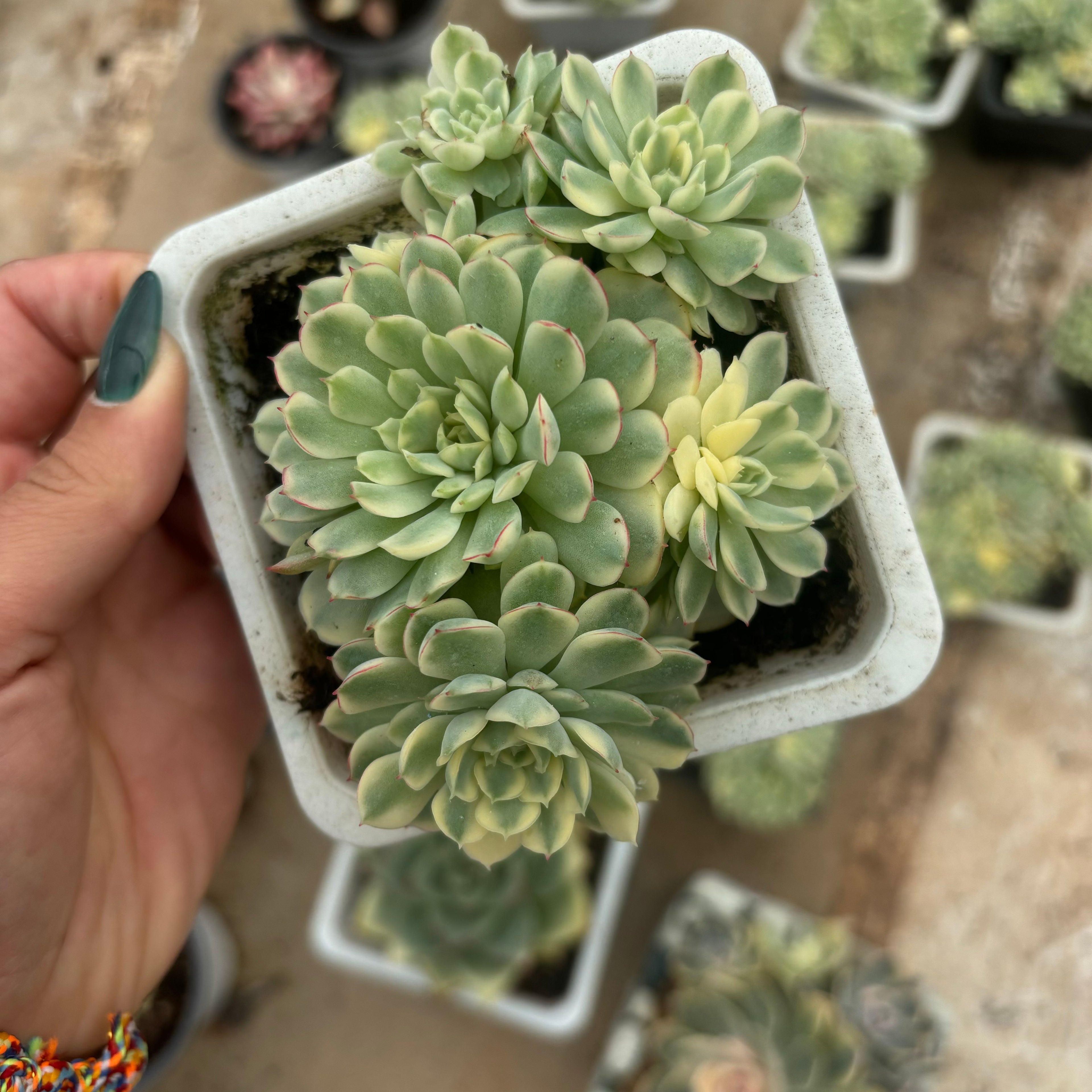 F080 ドリームローズ錦・エケベリア（鉢物）