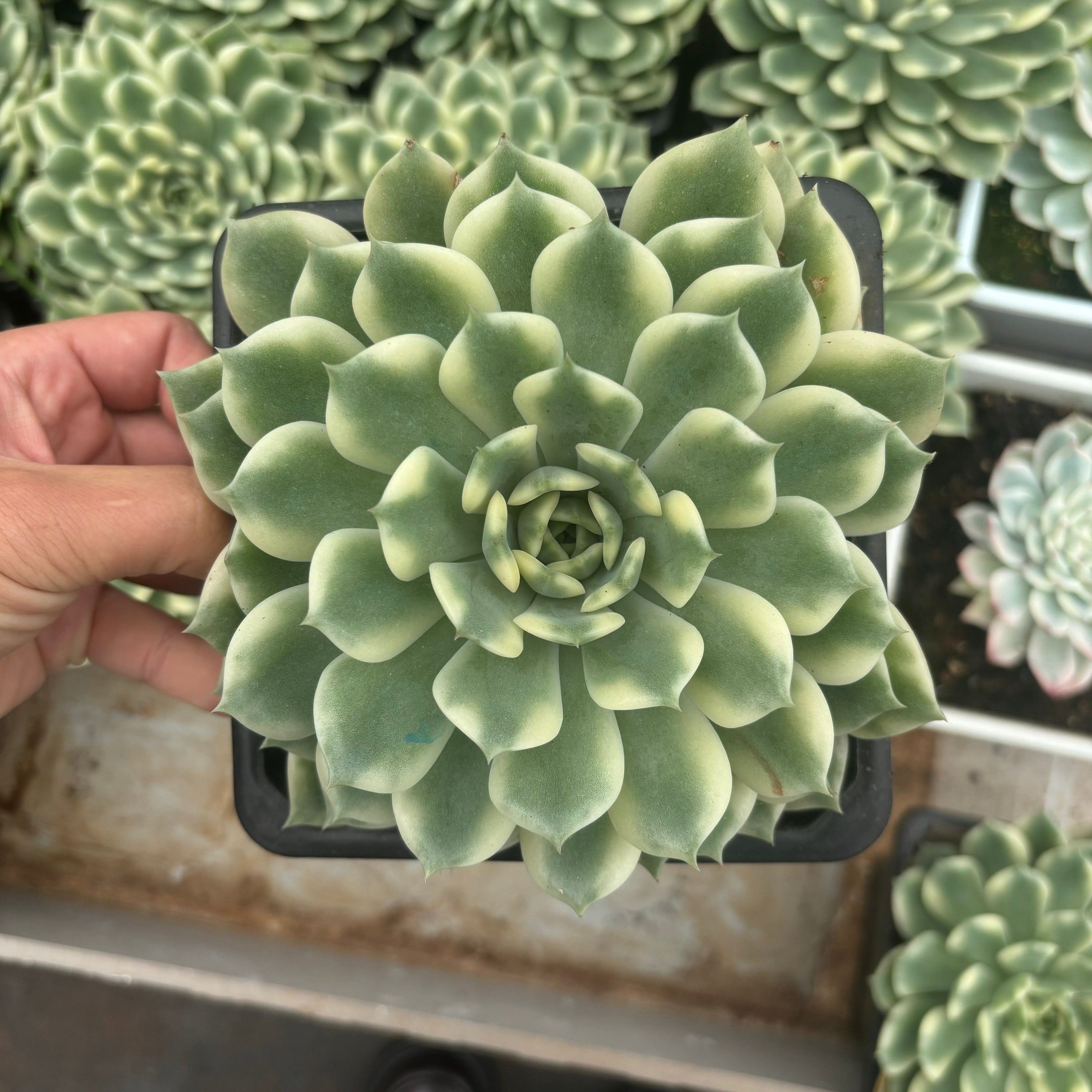 F081 エリカ錦・エケベリア（鉢物）