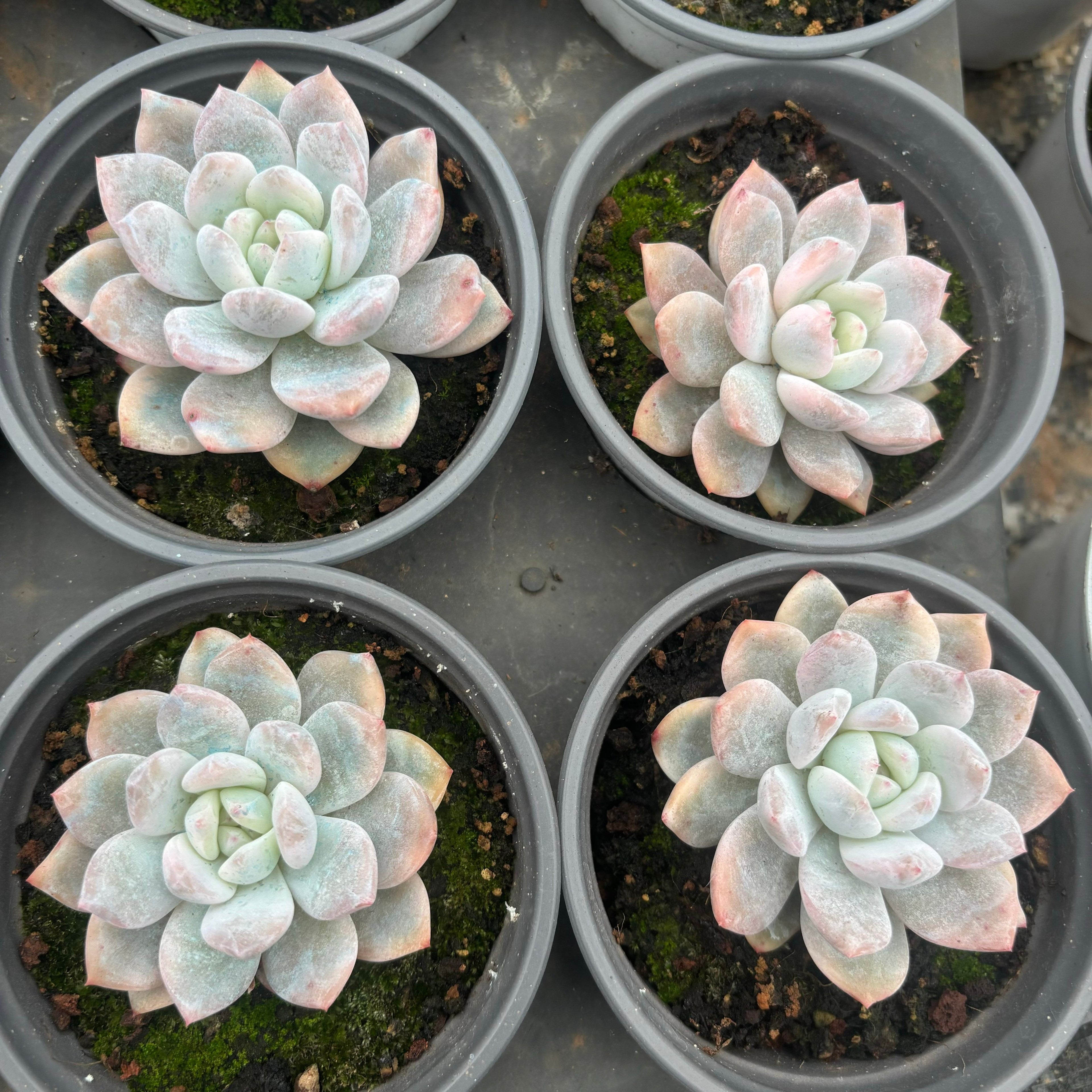 F082 オレンジ・モンロー 錦・エケベリア（鉢物）