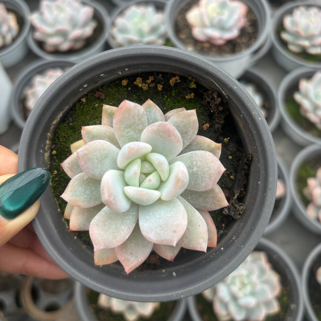 F082 オレンジ・モンロー 錦・エケベリア（鉢物）