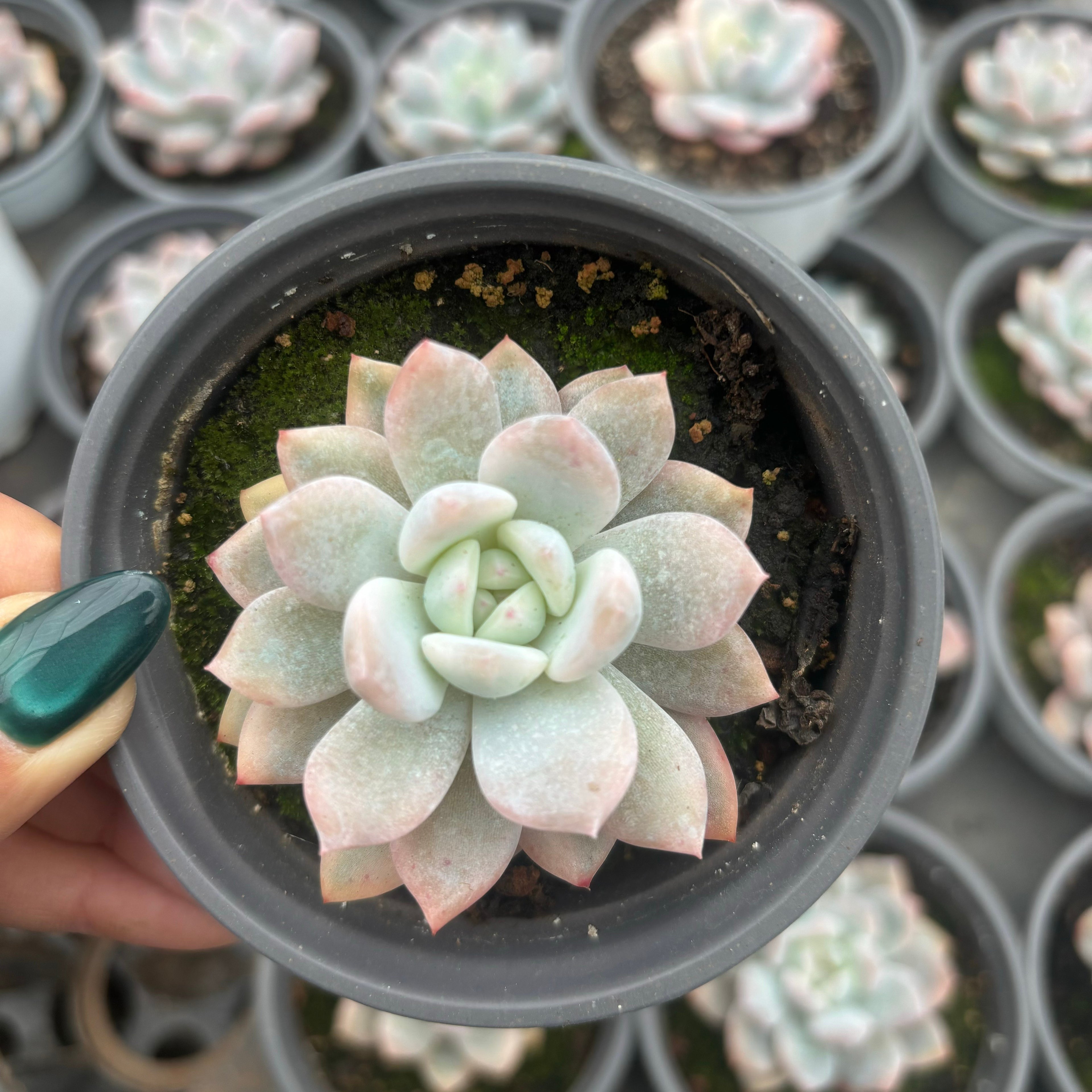 F082 オレンジ・モンロー 錦・エケベリア（鉢物）