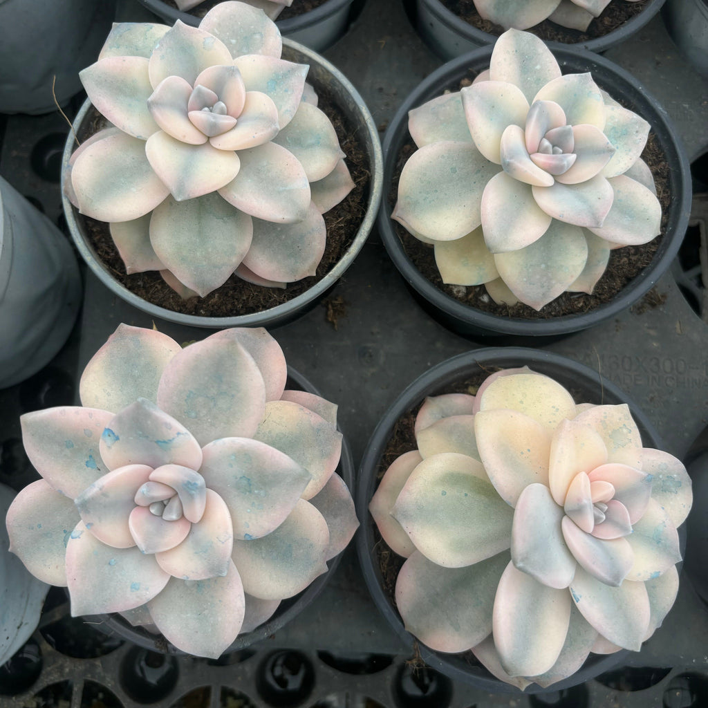 F083 パープルデライト・錦・エケベリア（鉢物）