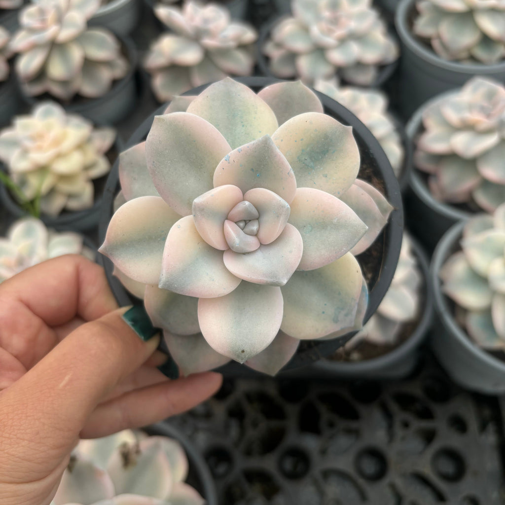 F083 パープルデライト・錦・エケベリア（鉢物）