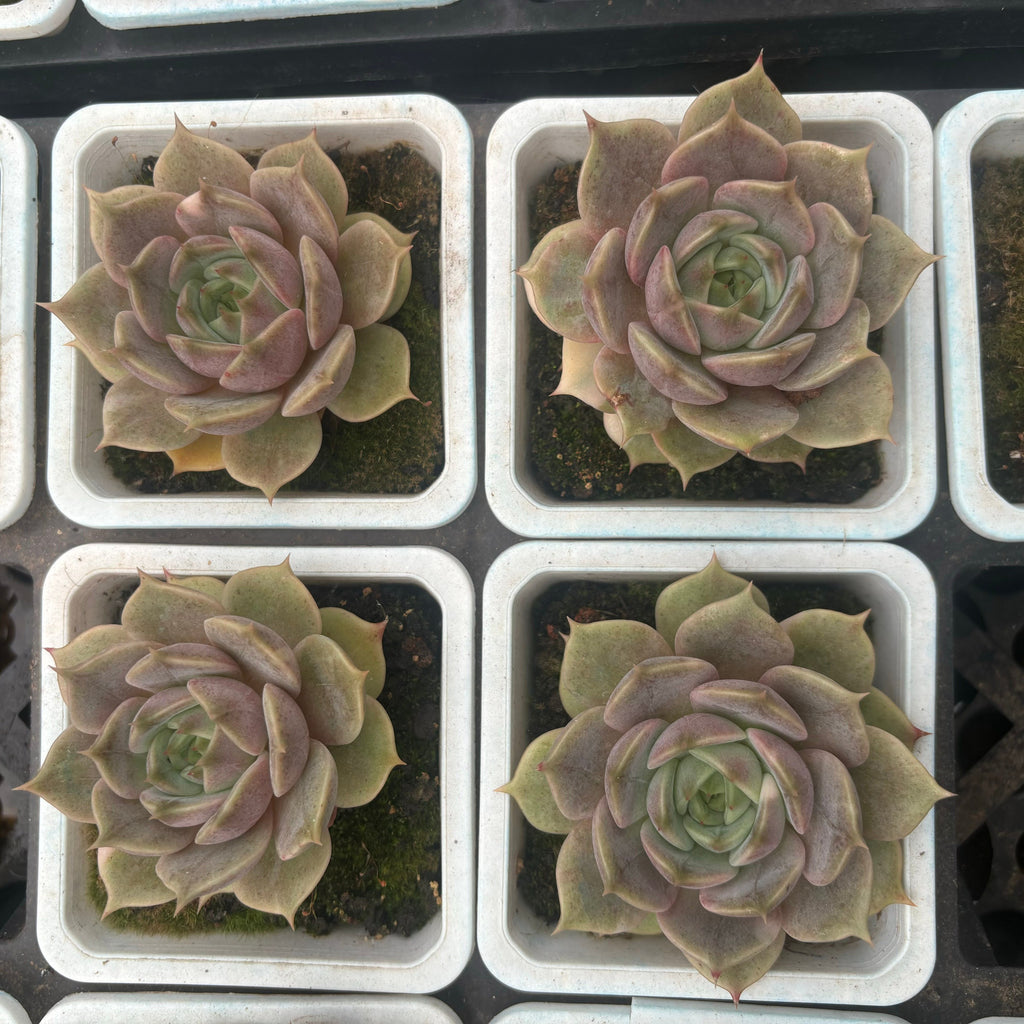 F084 バイカル変種 エケベリア