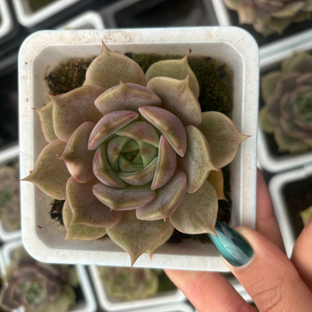 F084 バイカル変種 エケベリア