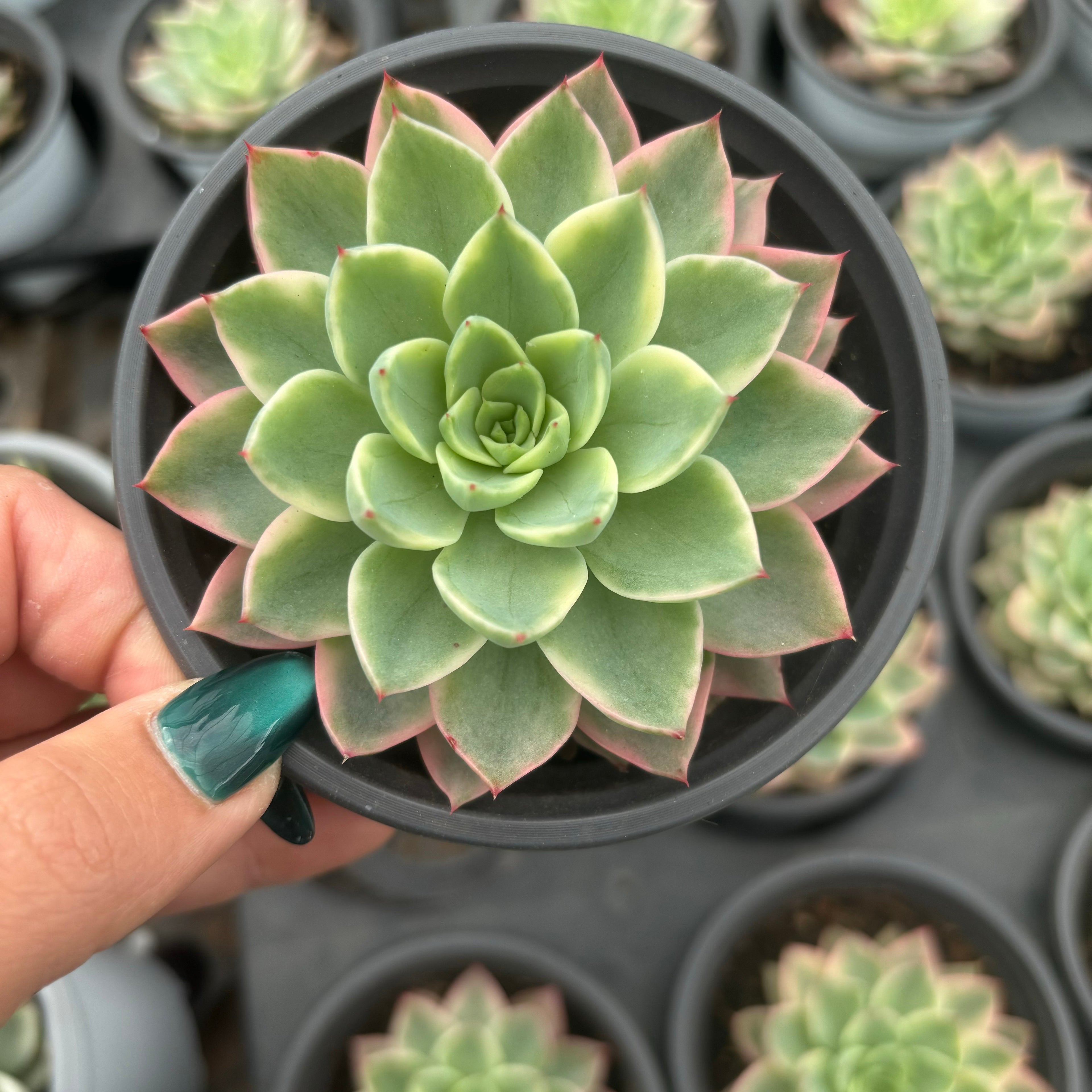 F085 メロン エケベリア