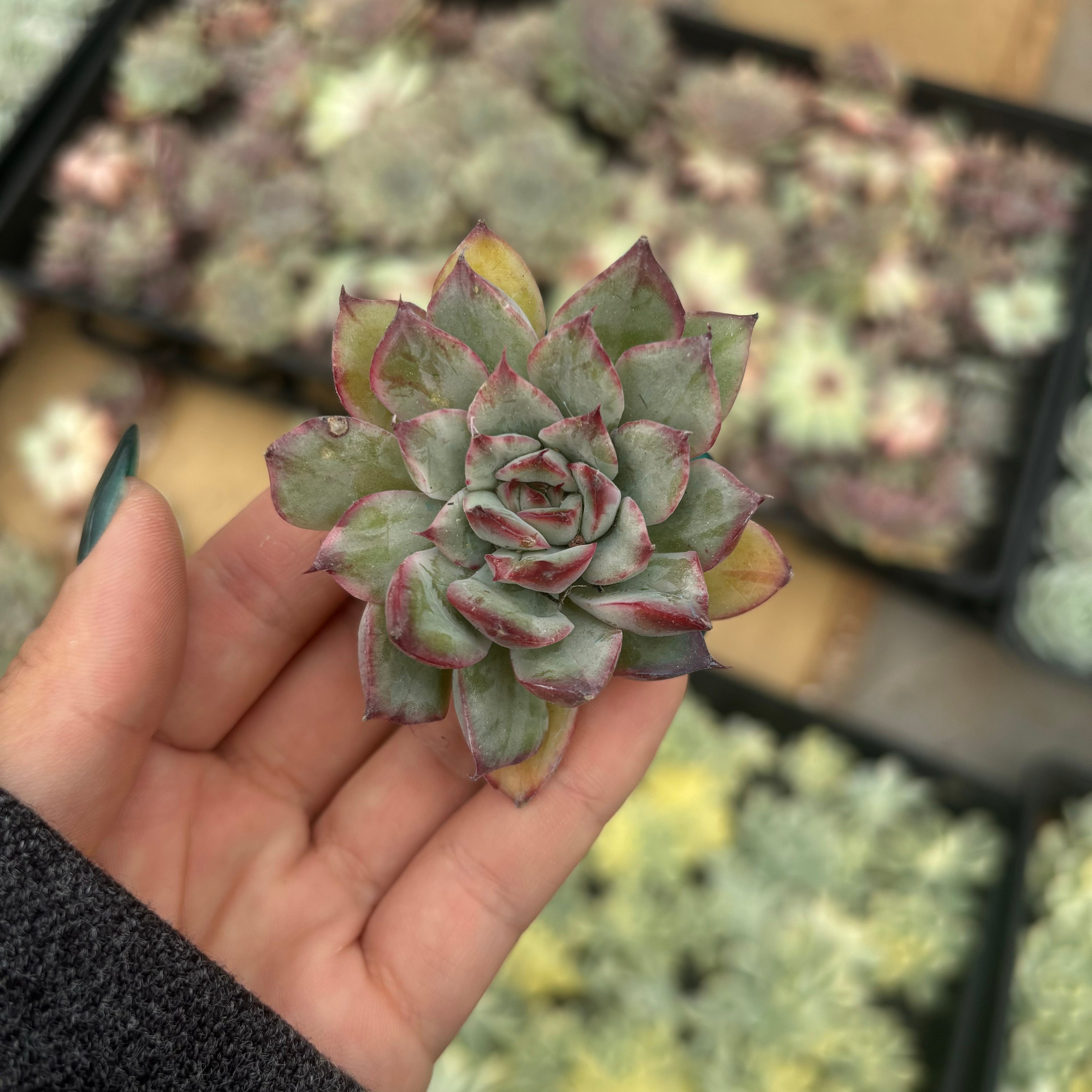 F086 アプス  エケベリア