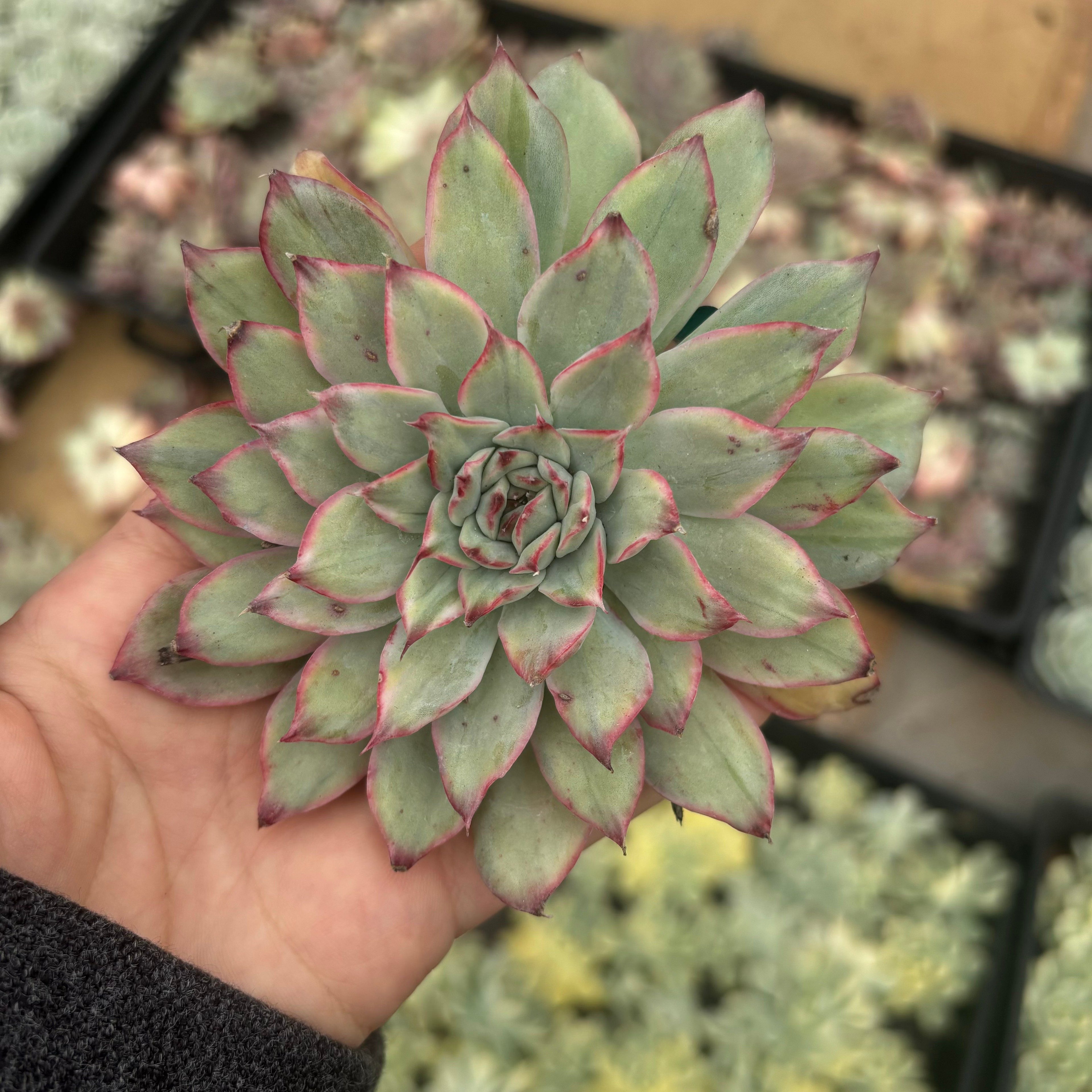 F087 アプス  エケベリア（鉢物）