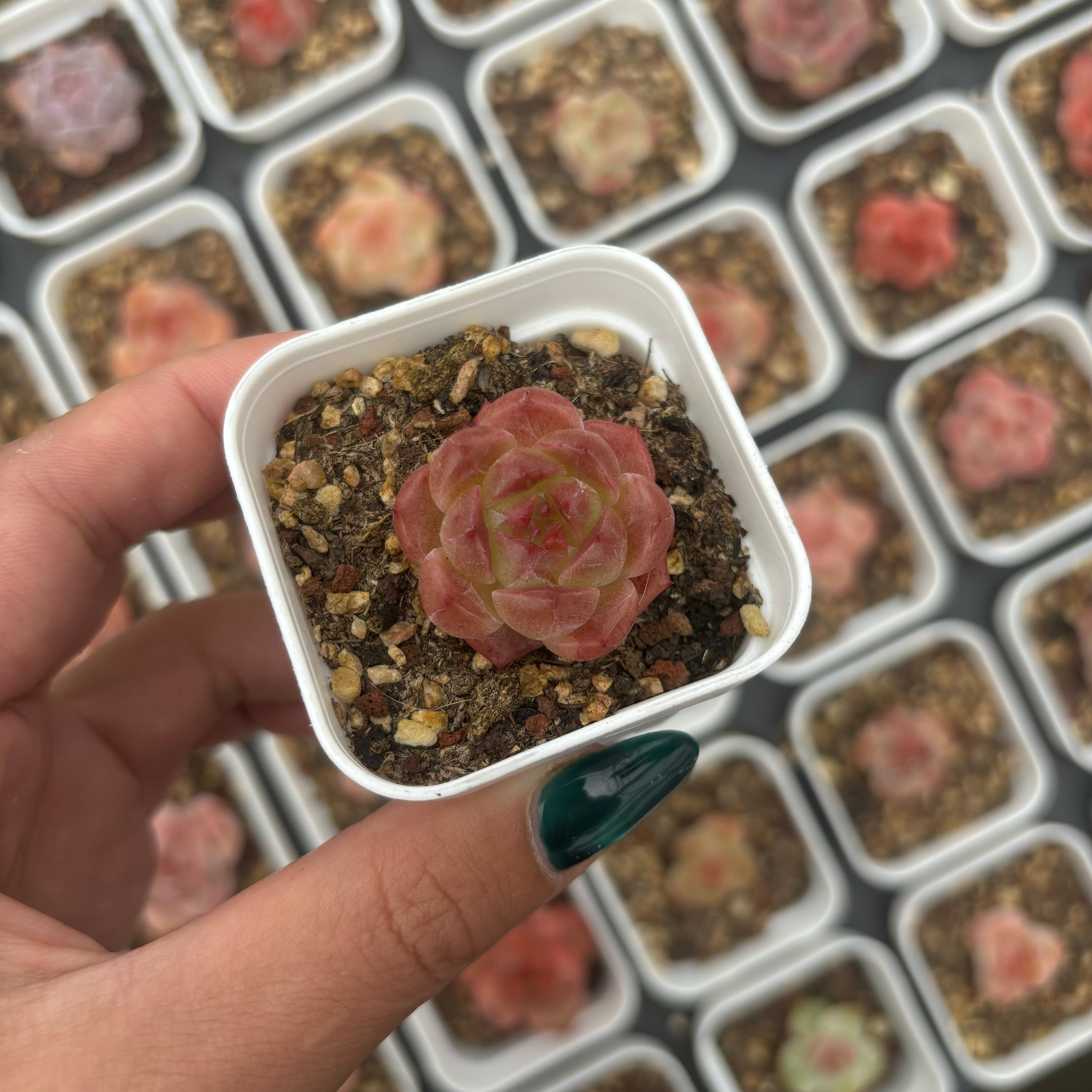 F088 アガボイデス  エケベリア