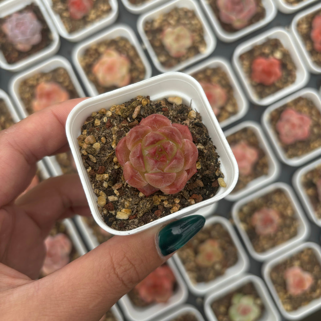 F088-1 エケベリア リトルパール HYB小（鉢物）