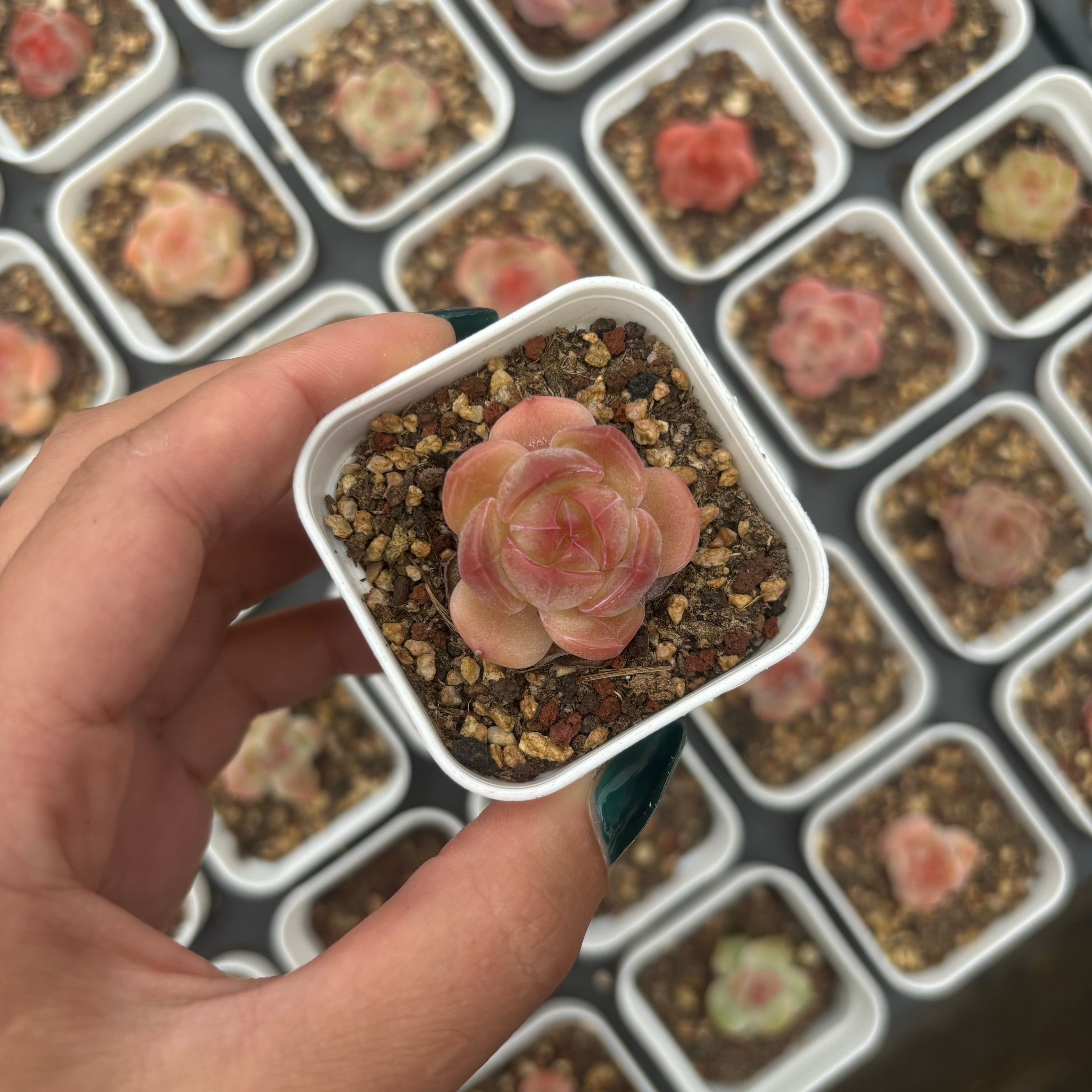 F088-1 エケベリア リトルパール HYB小（鉢物）