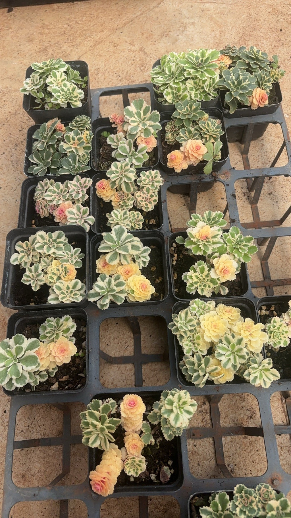 F090 エケベリア　アトランティス（鉢物）