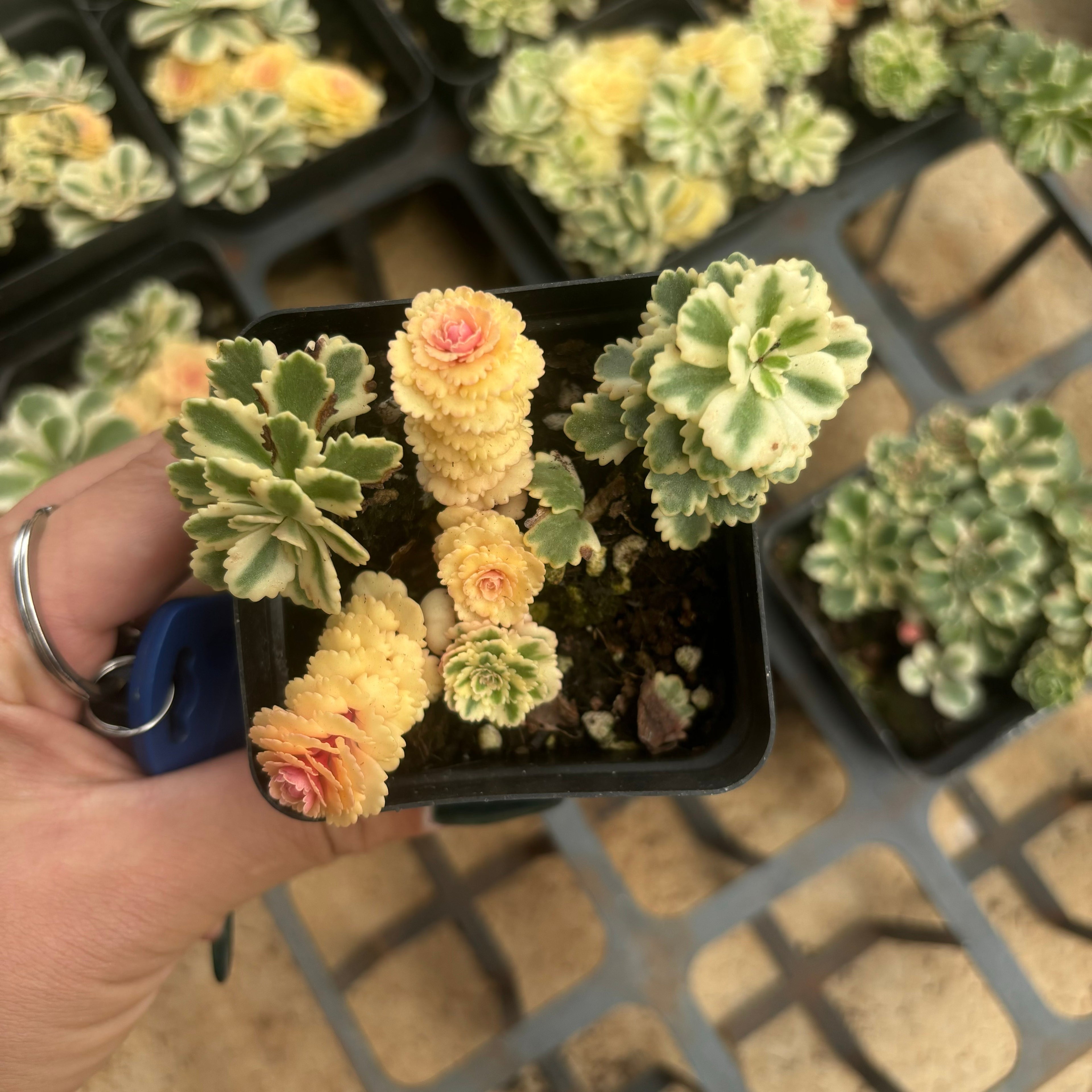 F090 エケベリア　アトランティス（鉢物）