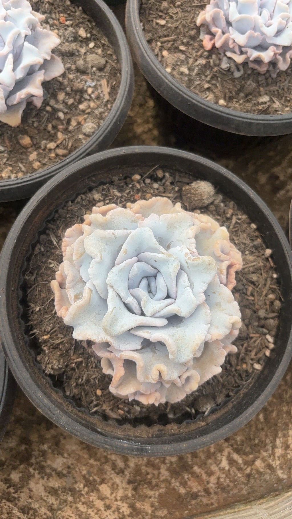 F091 エケベリア クリスパテ ビューティ