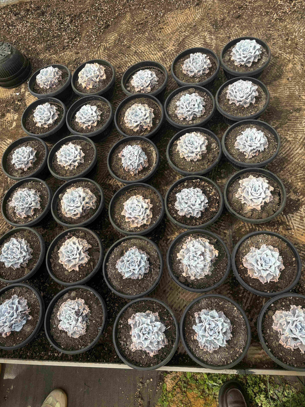 F091 エケベリア クリスパテ ビューティ