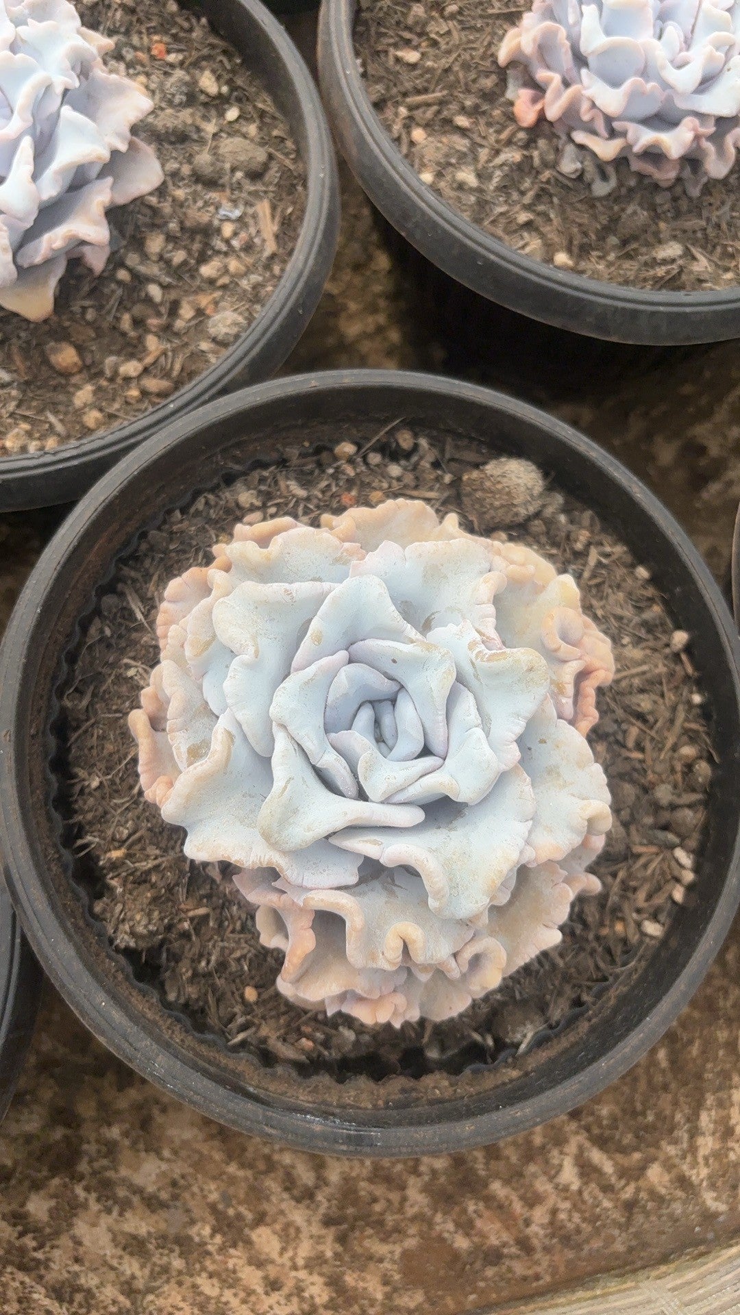 F091 クリスパテ ビューティ  エケベリア