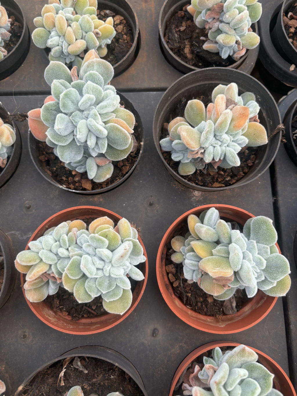 F093 雪晃星綴化  エケベリア