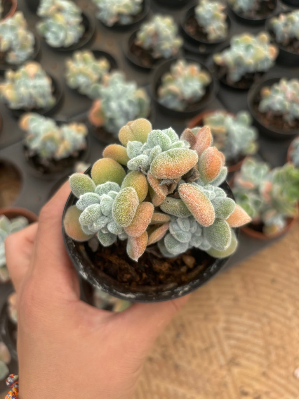 F093 雪晃星綴化  エケベリア