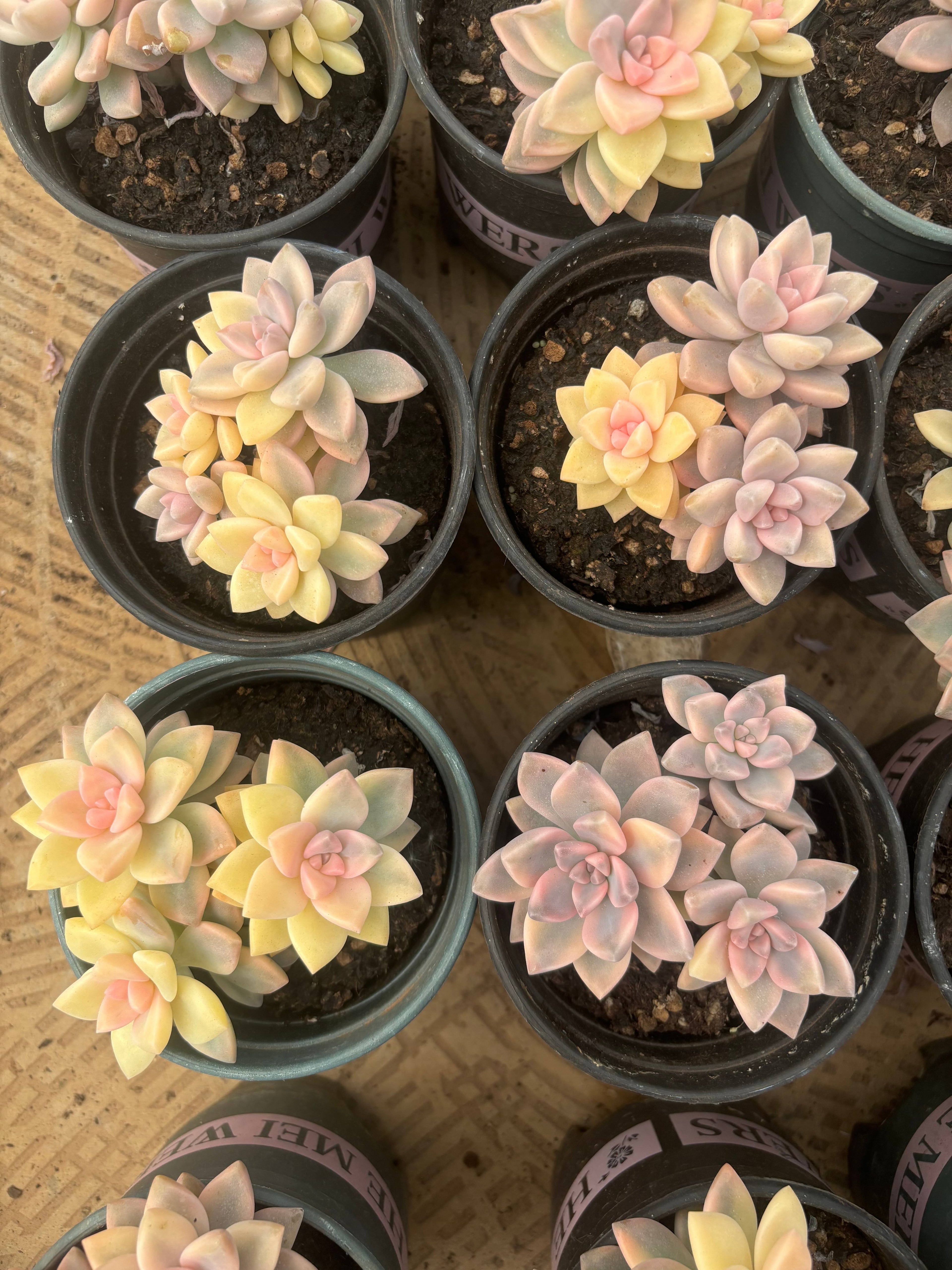 F094 淡雪 錦  エケベリア（鉢物）