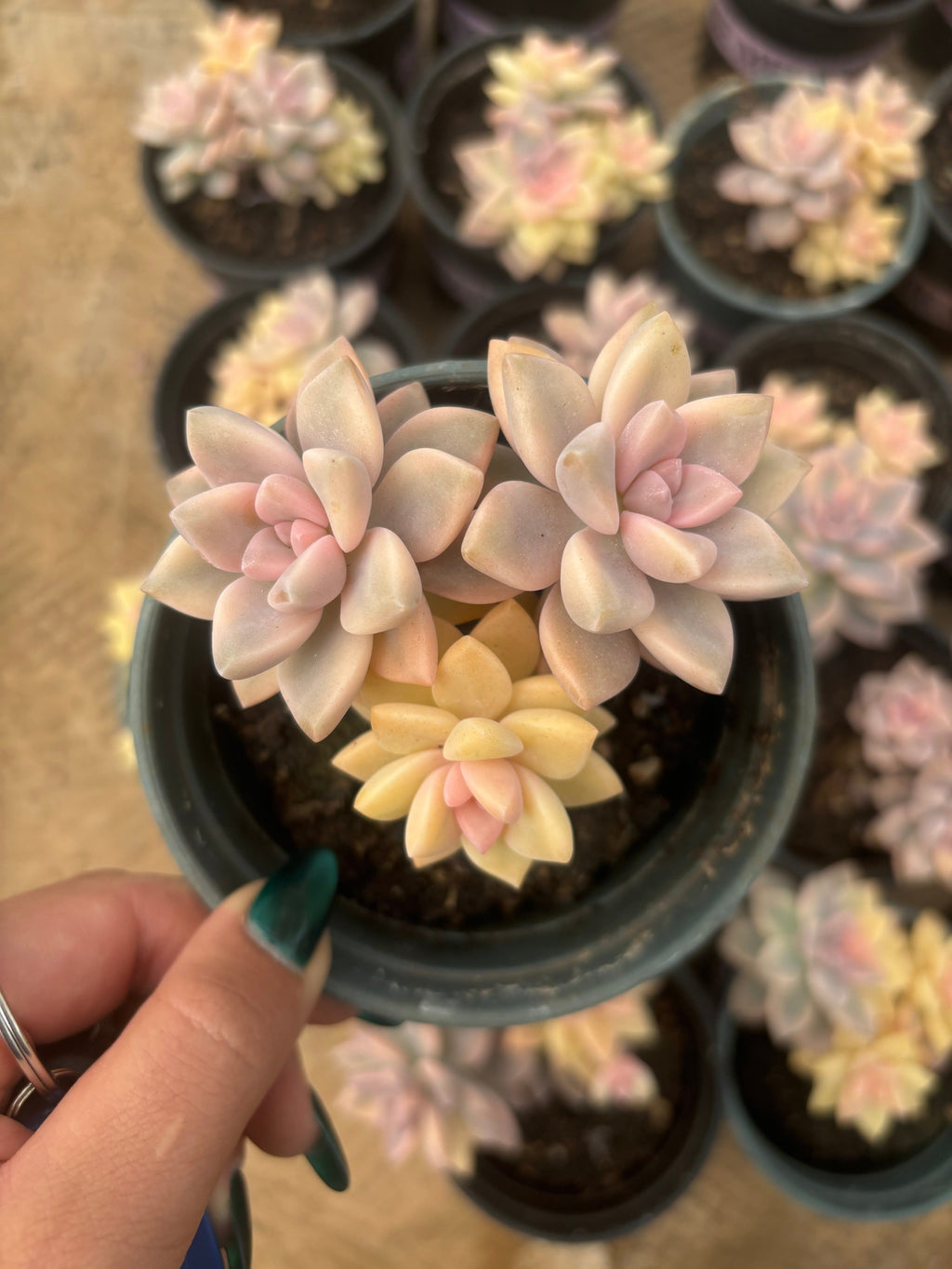 F094 淡雪 錦  エケベリア（鉢物）