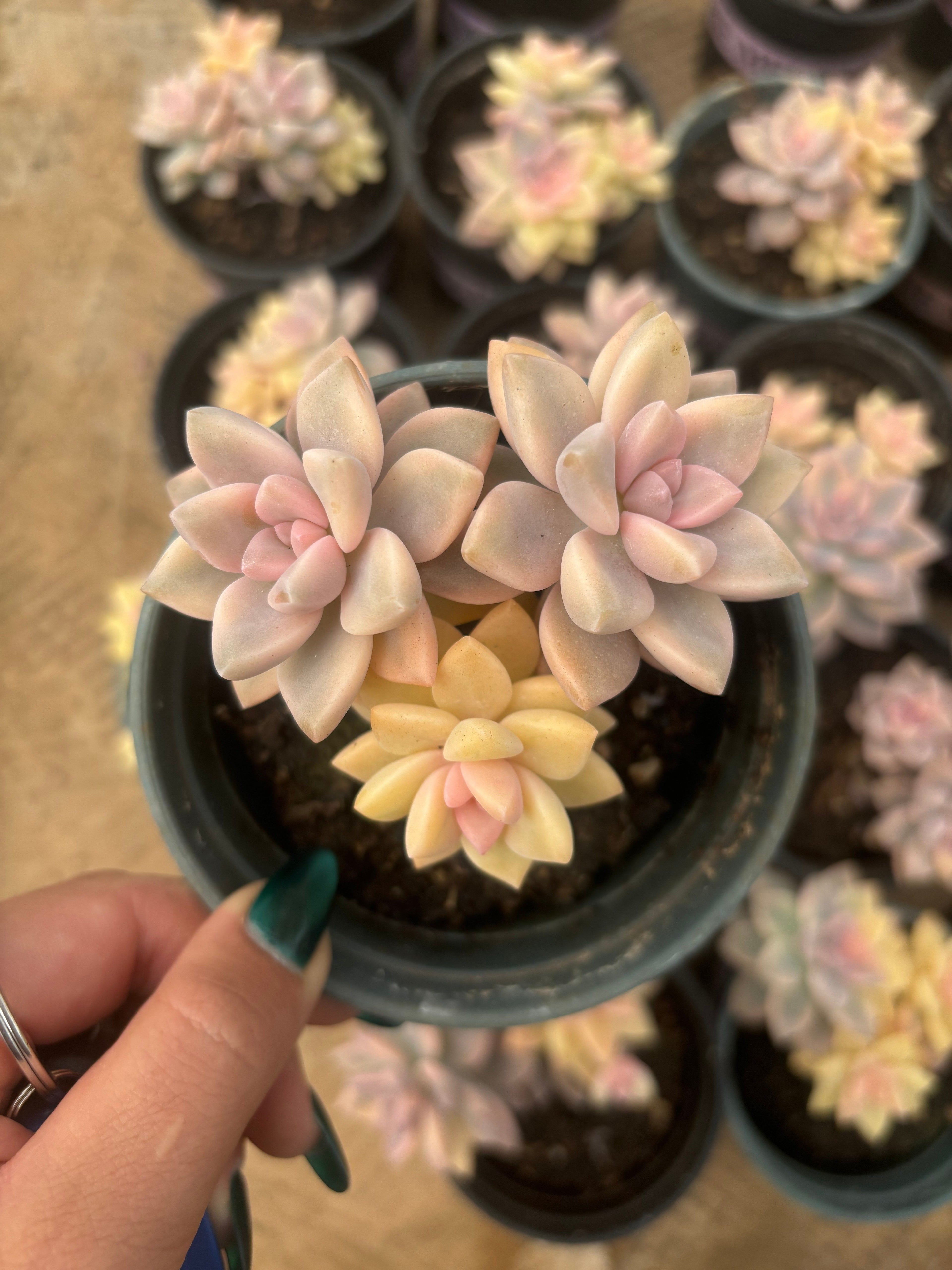 F094 淡雪 錦  エケベリア（鉢物）