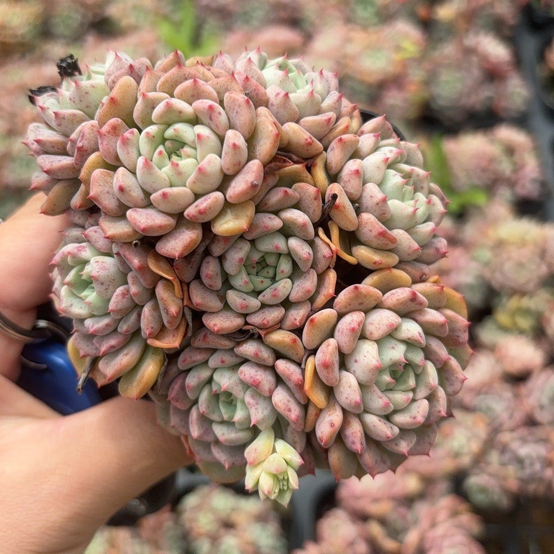 F095 紅秀娘  エケベリア