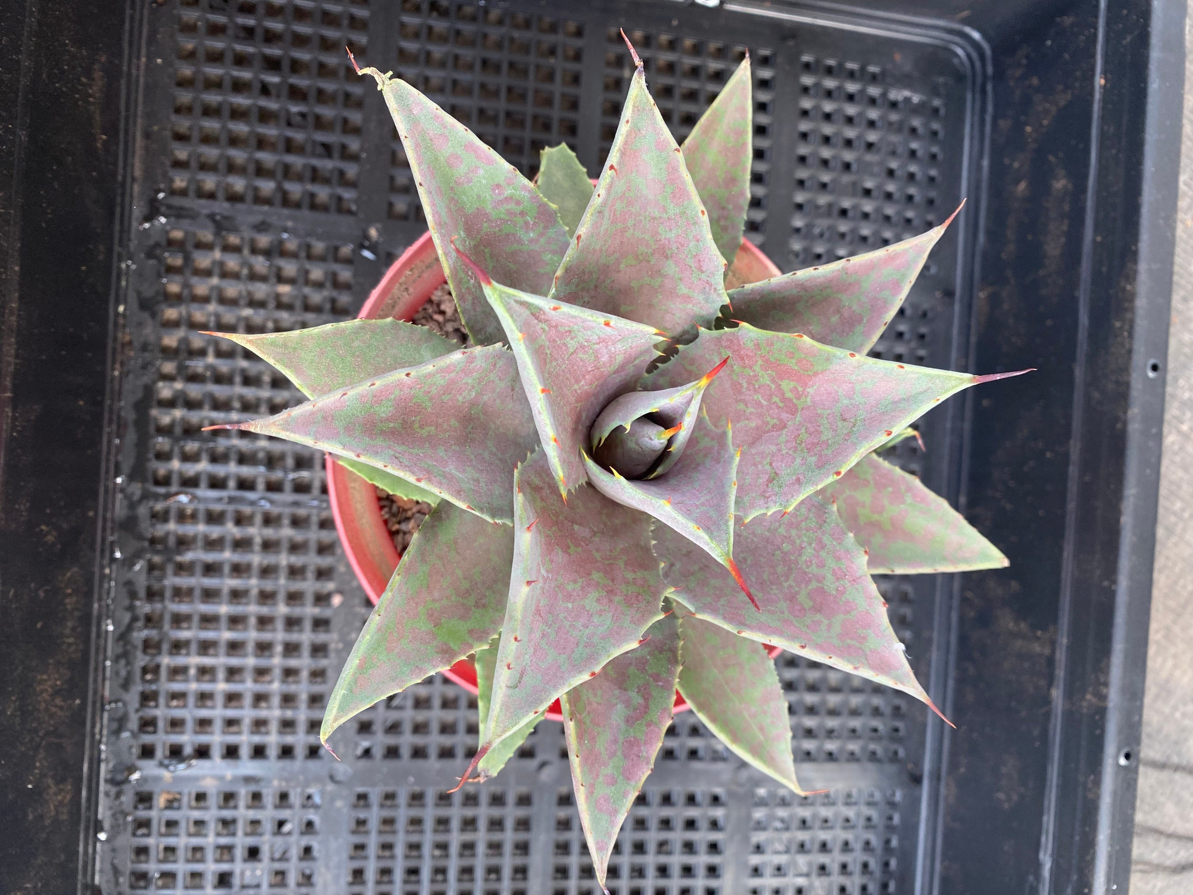 F240 Agave Potatorum x Mangave 'Blood Spot'
