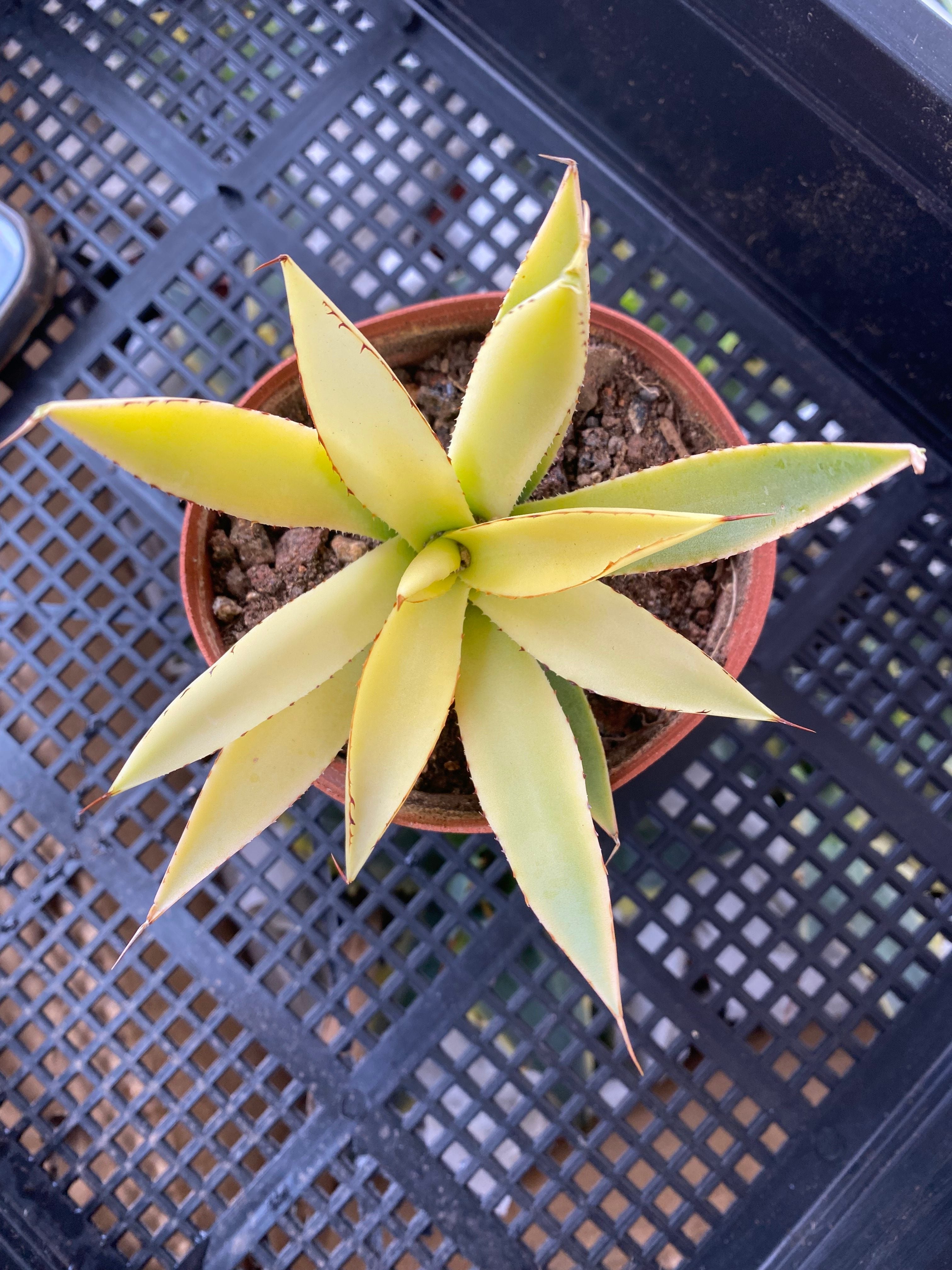 F241 Agave 'Burnt Burgundy' Variegata