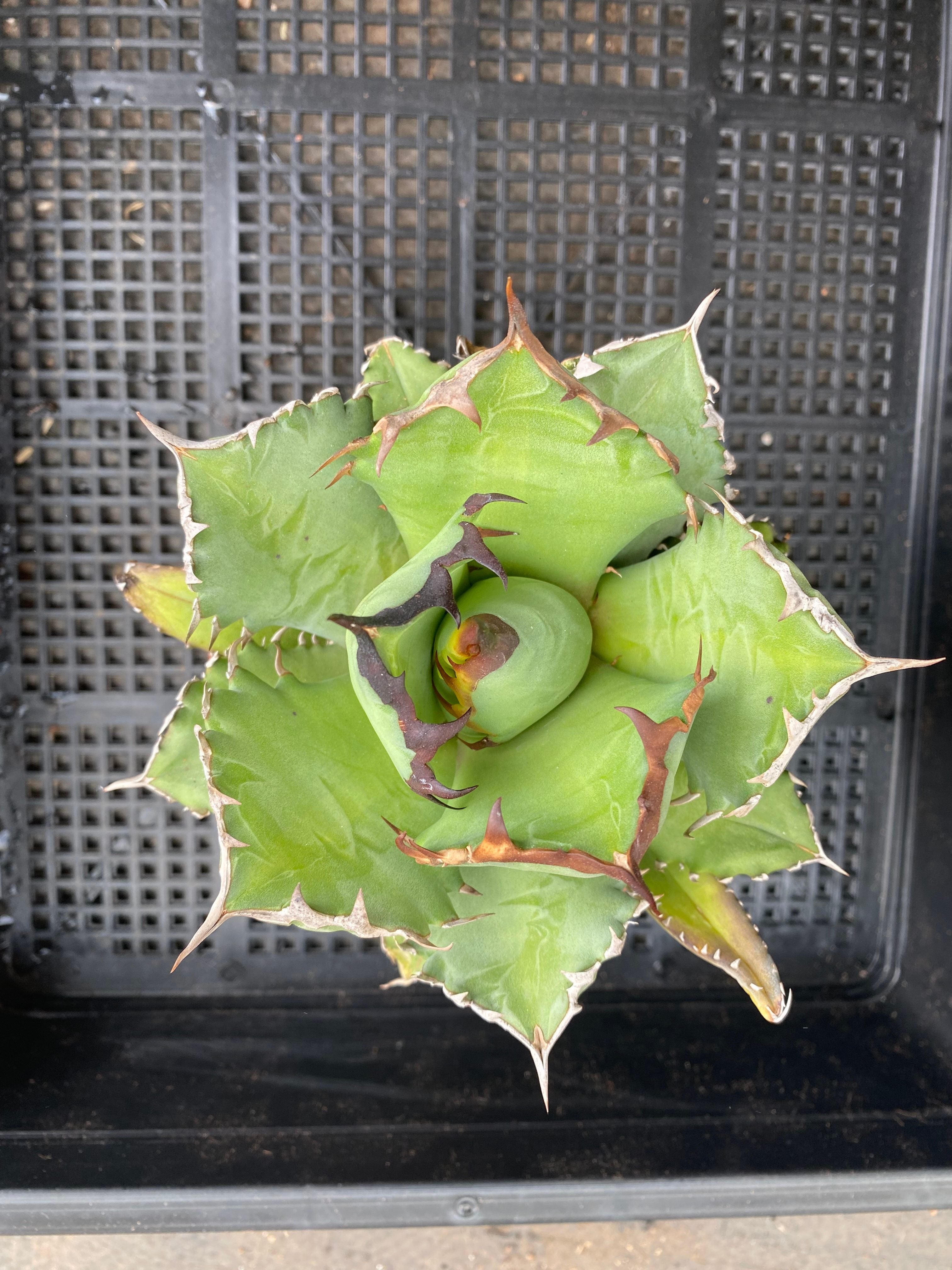 F246 Agave Titanota 姫仁王冠