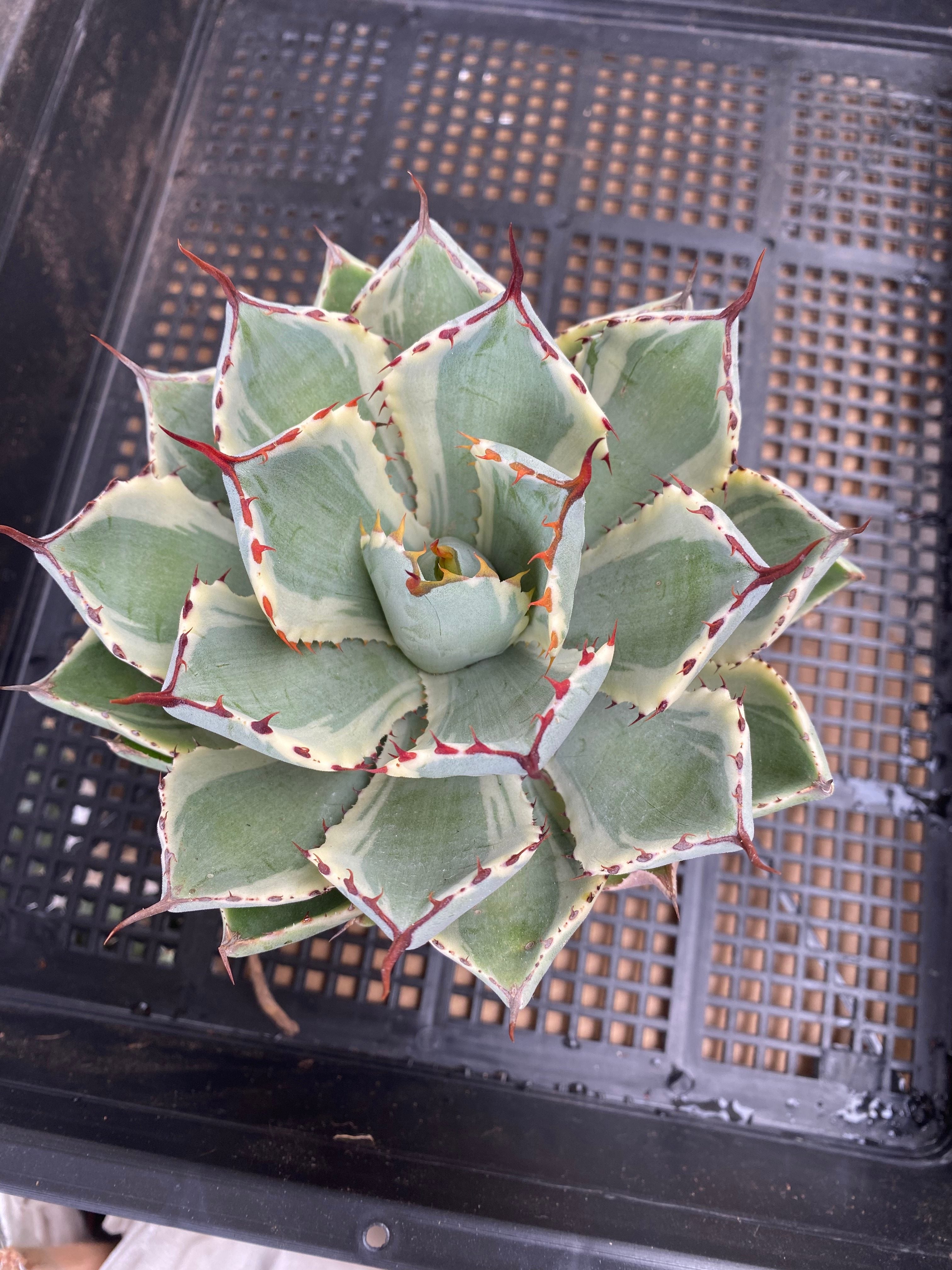 F248 Agave Potatorum 'Kisshoukan' f. varieg.