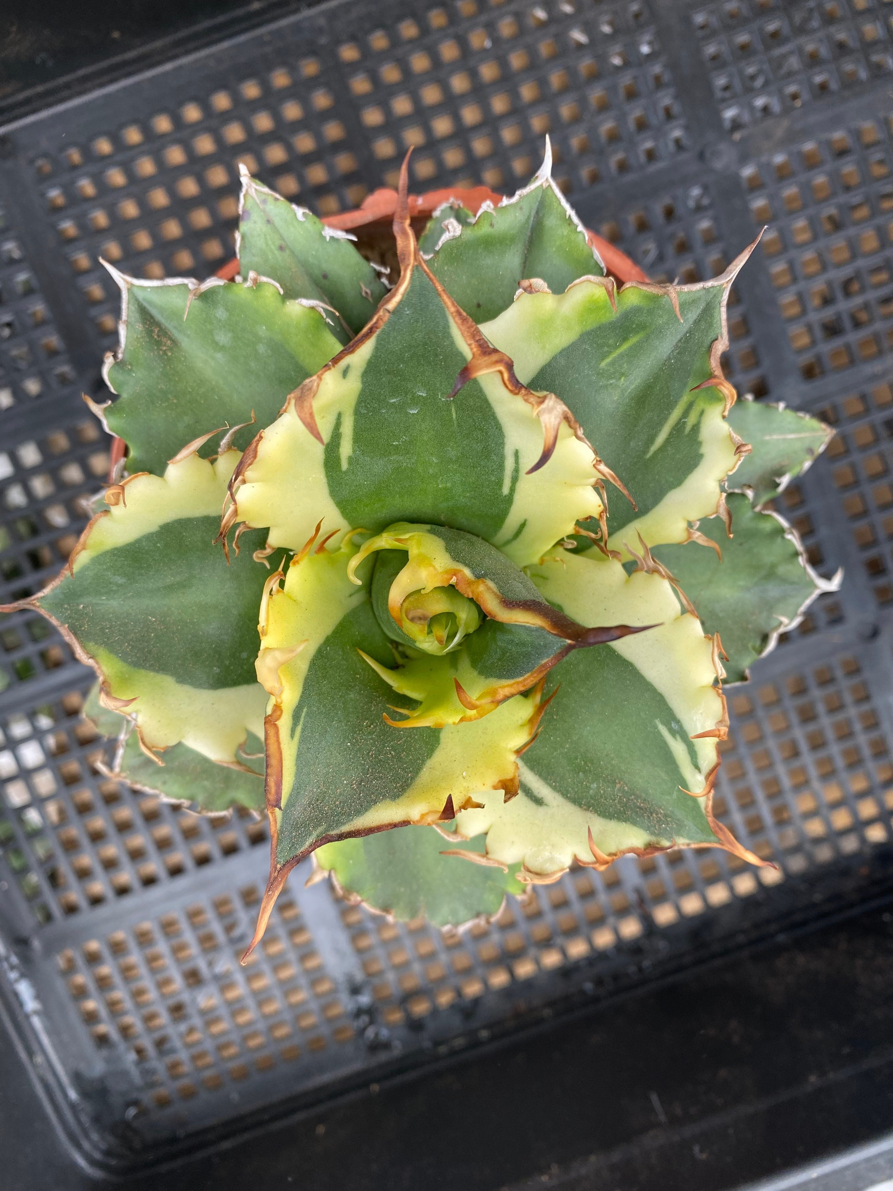 F250 Agave 夕映覆輪