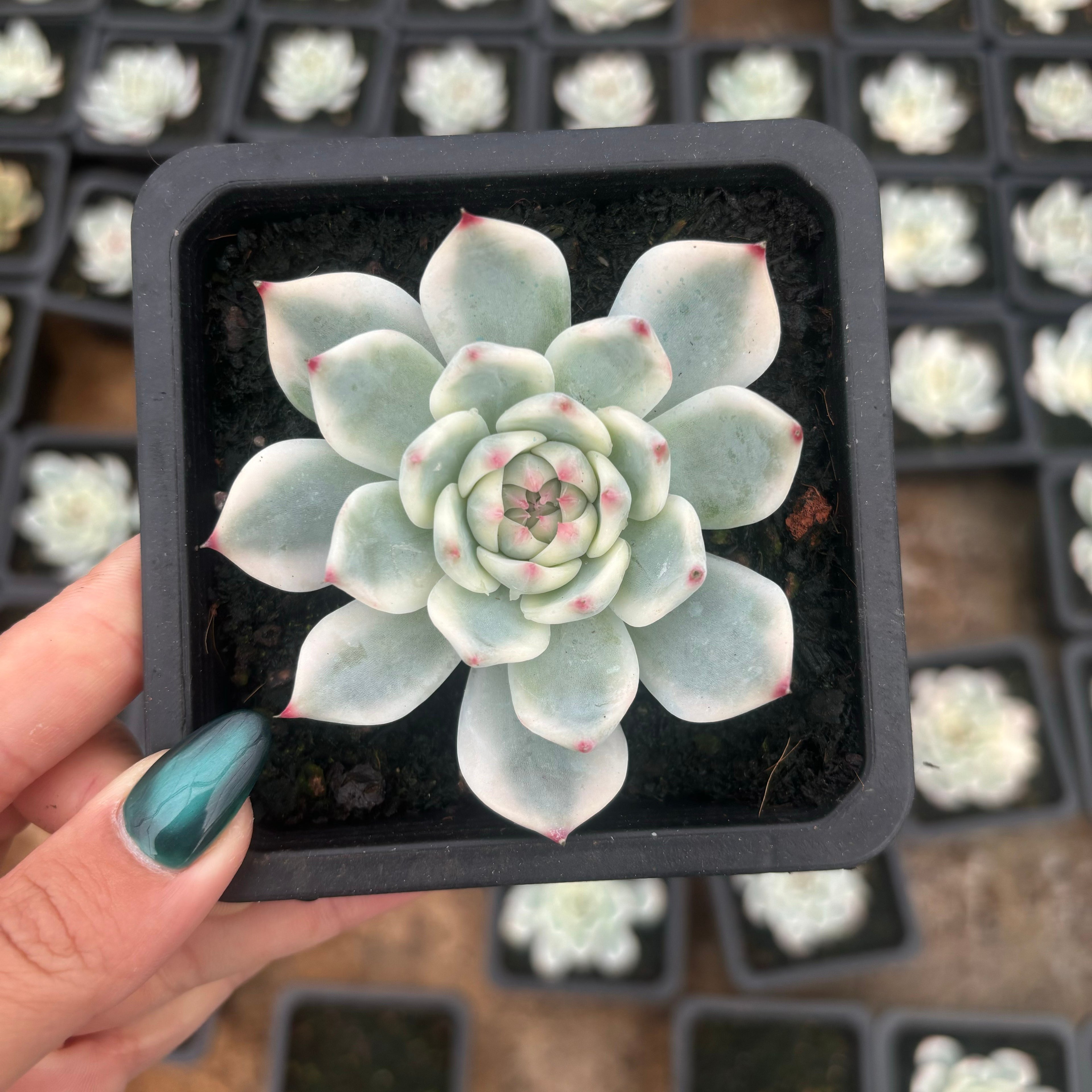 FO69  チワワエンシス錦 エケベリア（鉢物）