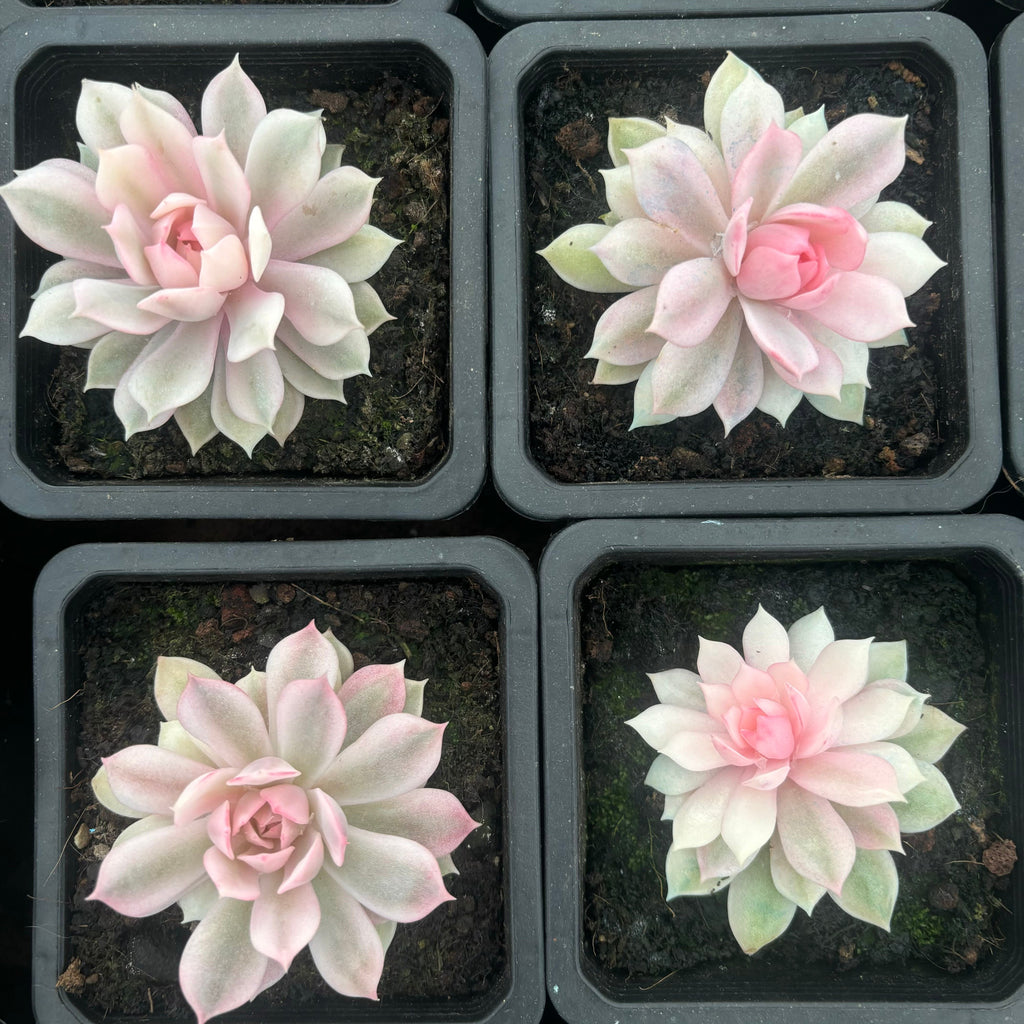 FO70  ピンクバタフライ錦 エケベリア（鉢物）