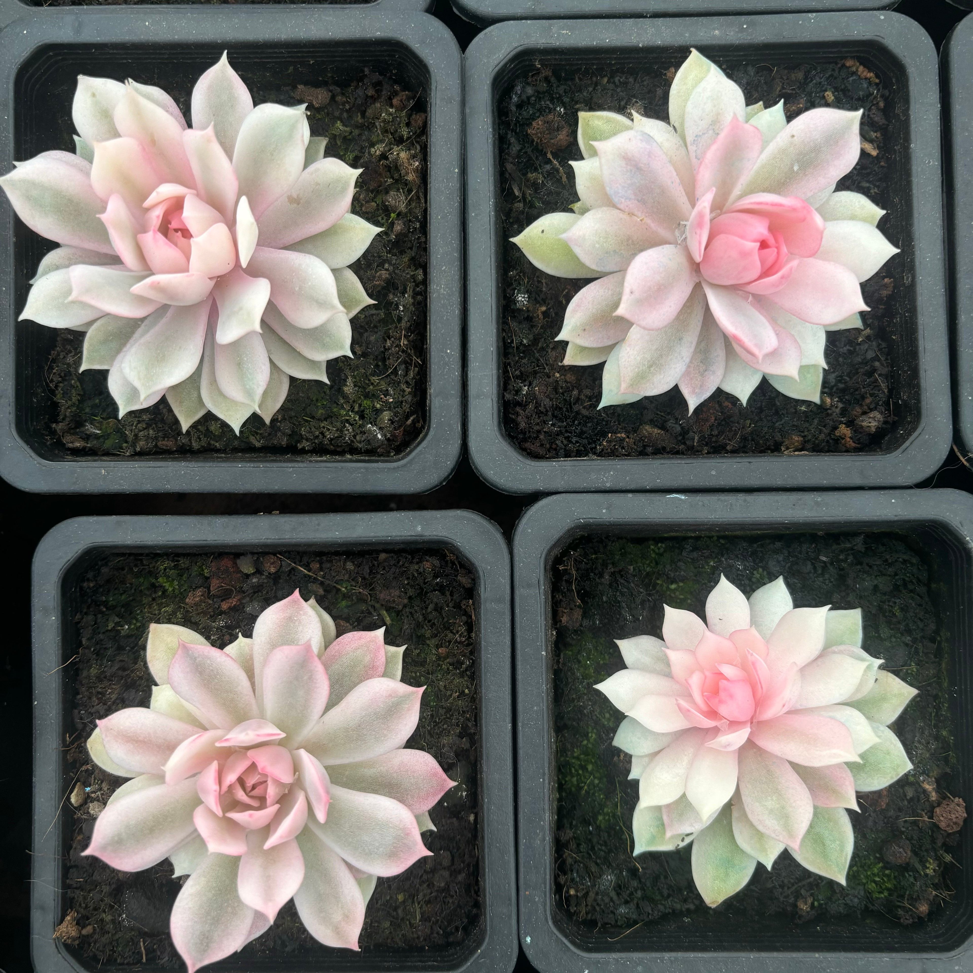 FO70  ピンクバタフライ錦 エケベリア（鉢物）