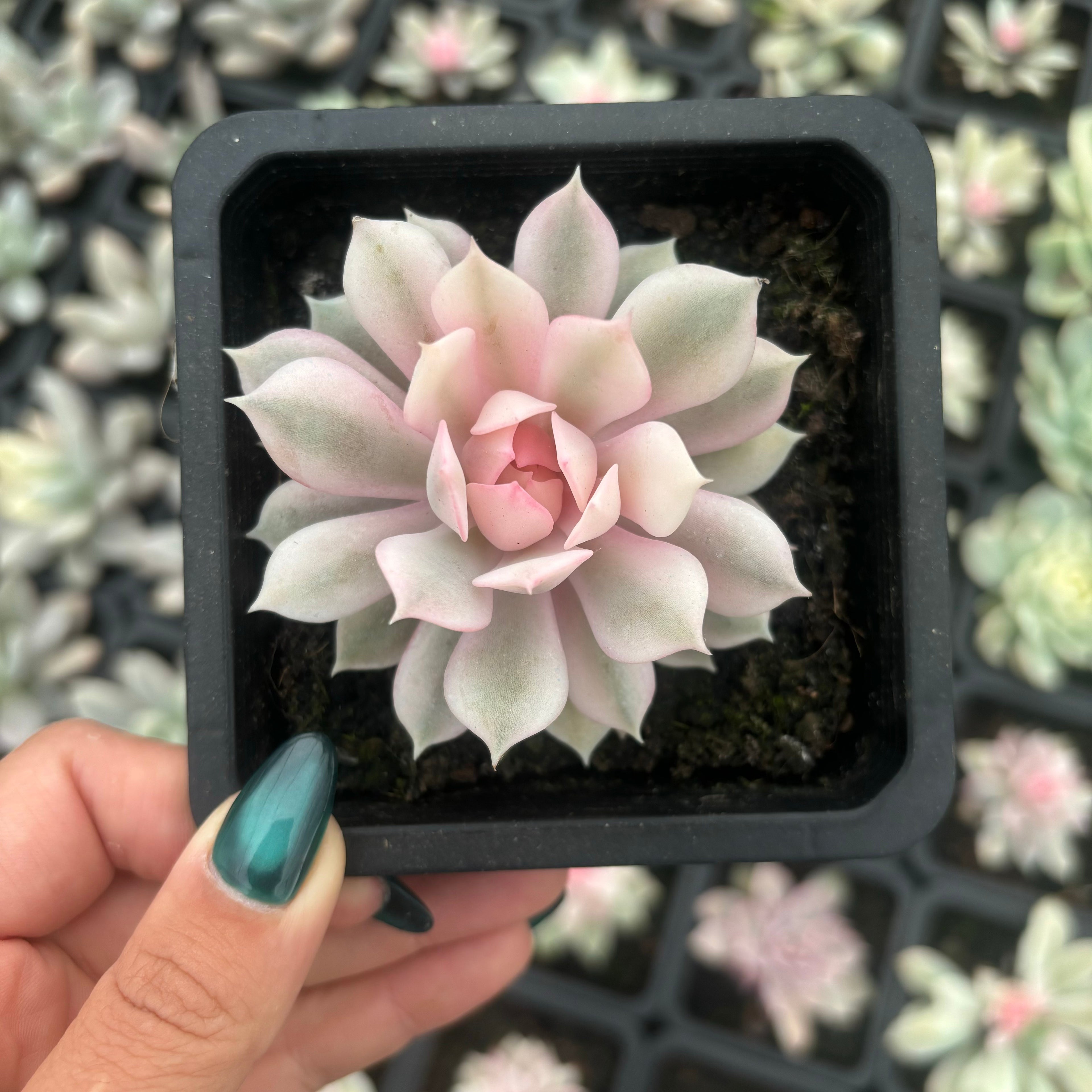 FO70  ピンクバタフライ錦 エケベリア（鉢物）