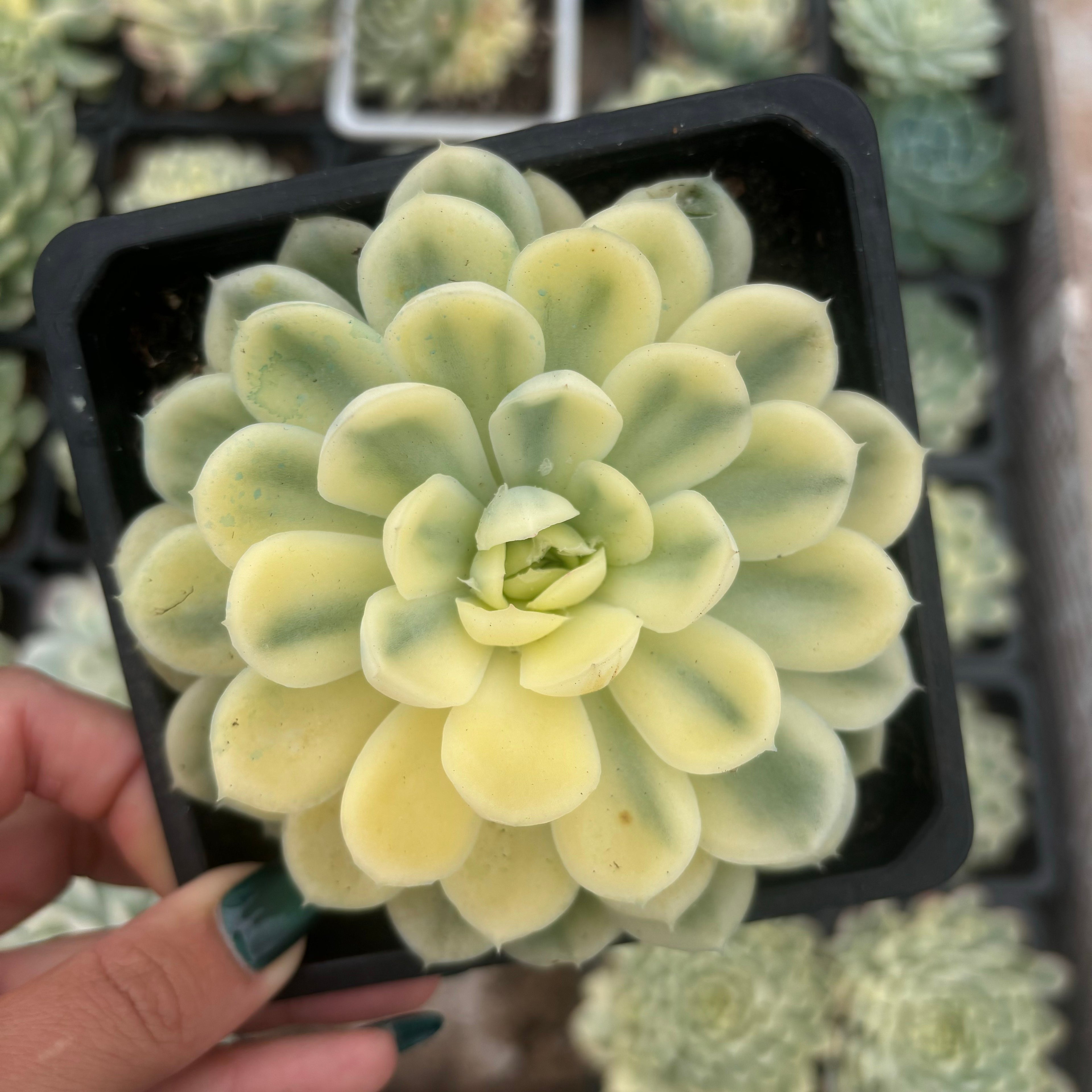 FO71  草莓冰锦 エケベリア（鉢物）